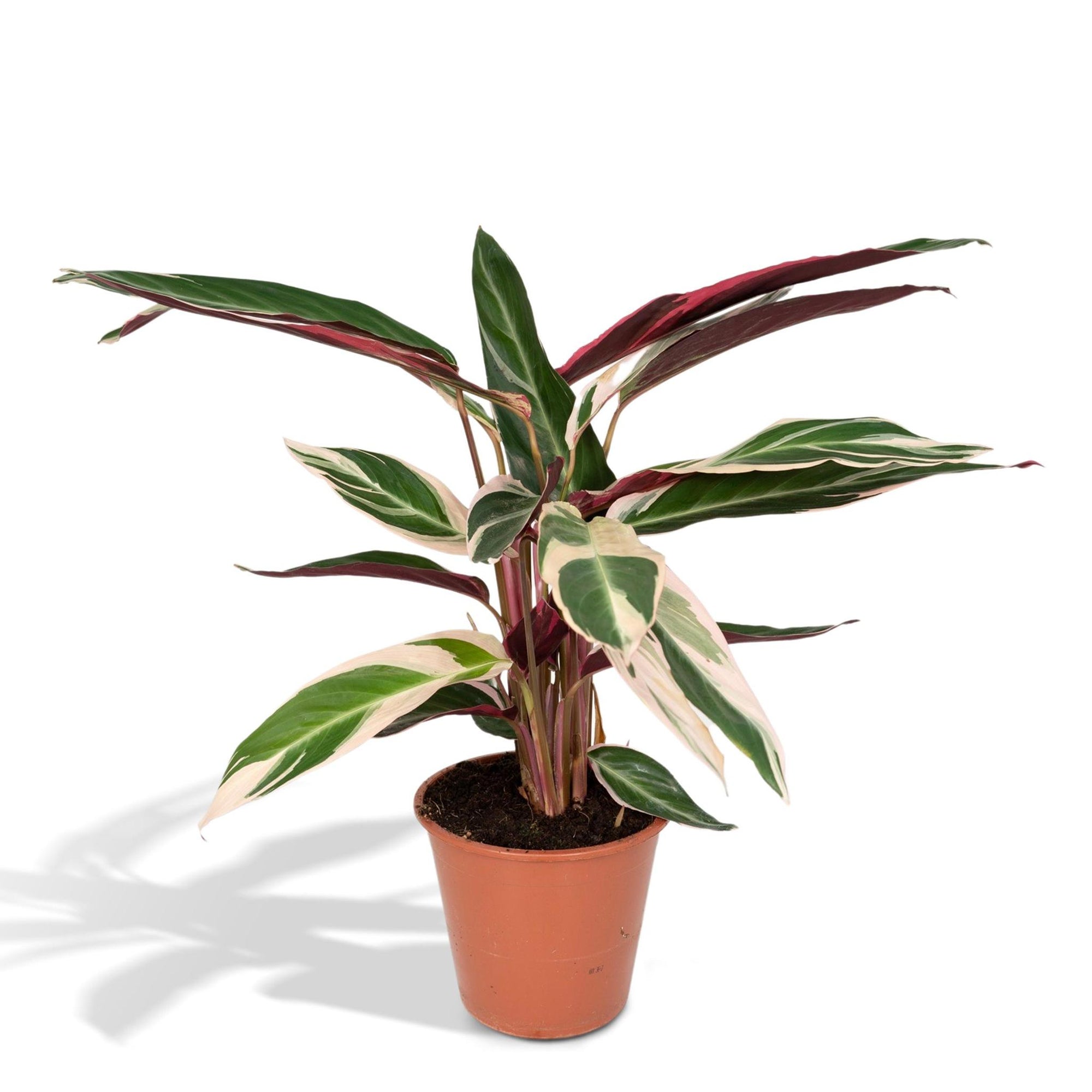 Calathea Triostar - Pauwenplant - 70cm - Ø19