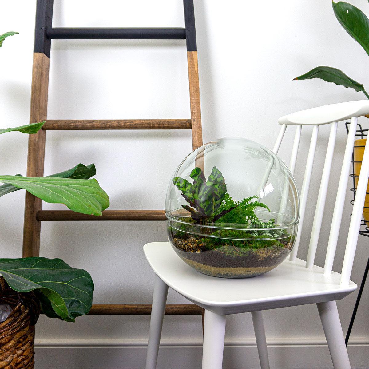 DIY terrarium - Dome XL - ↑ 30 cm