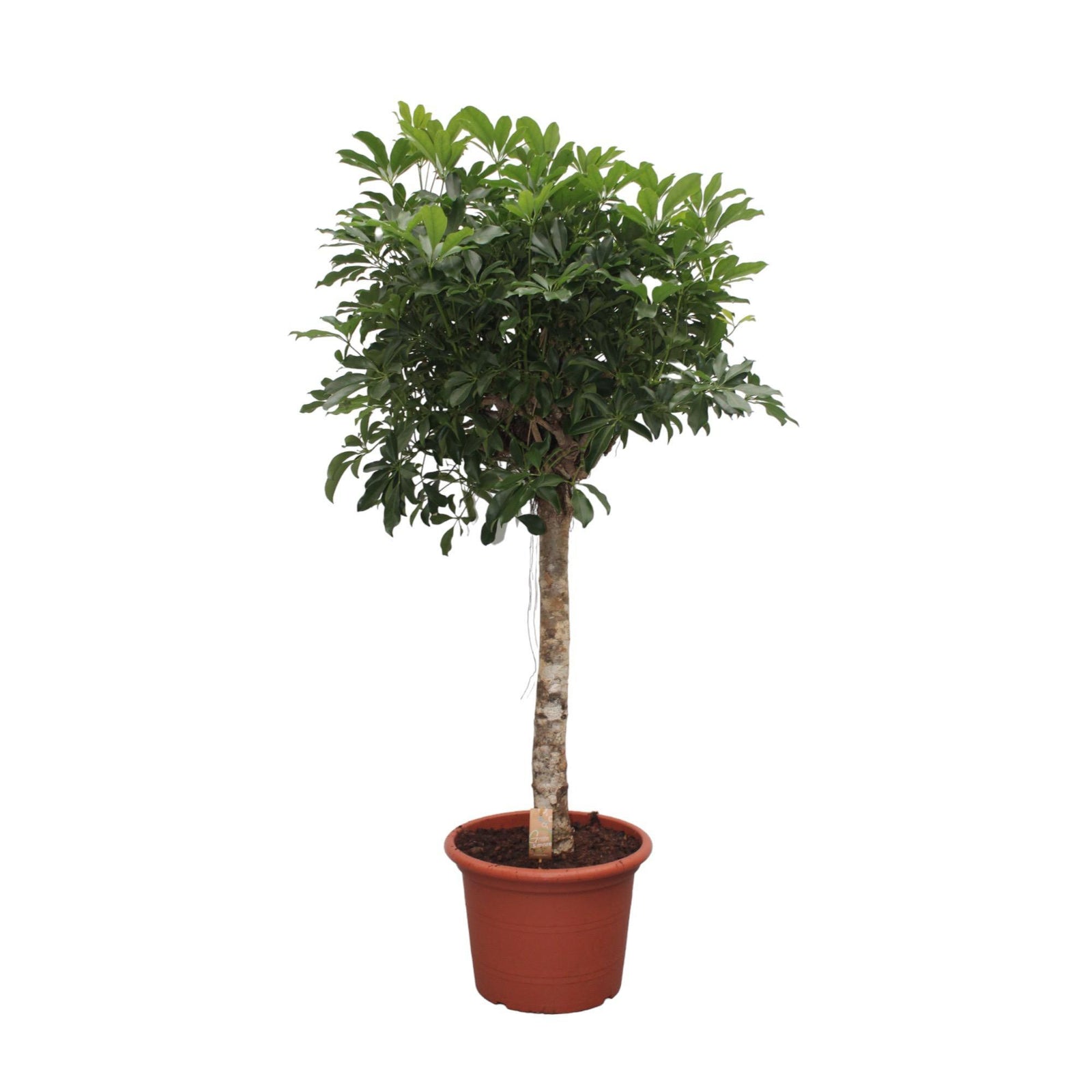 Schefflera Arboricola Compacta boom - 190 cm - ø45