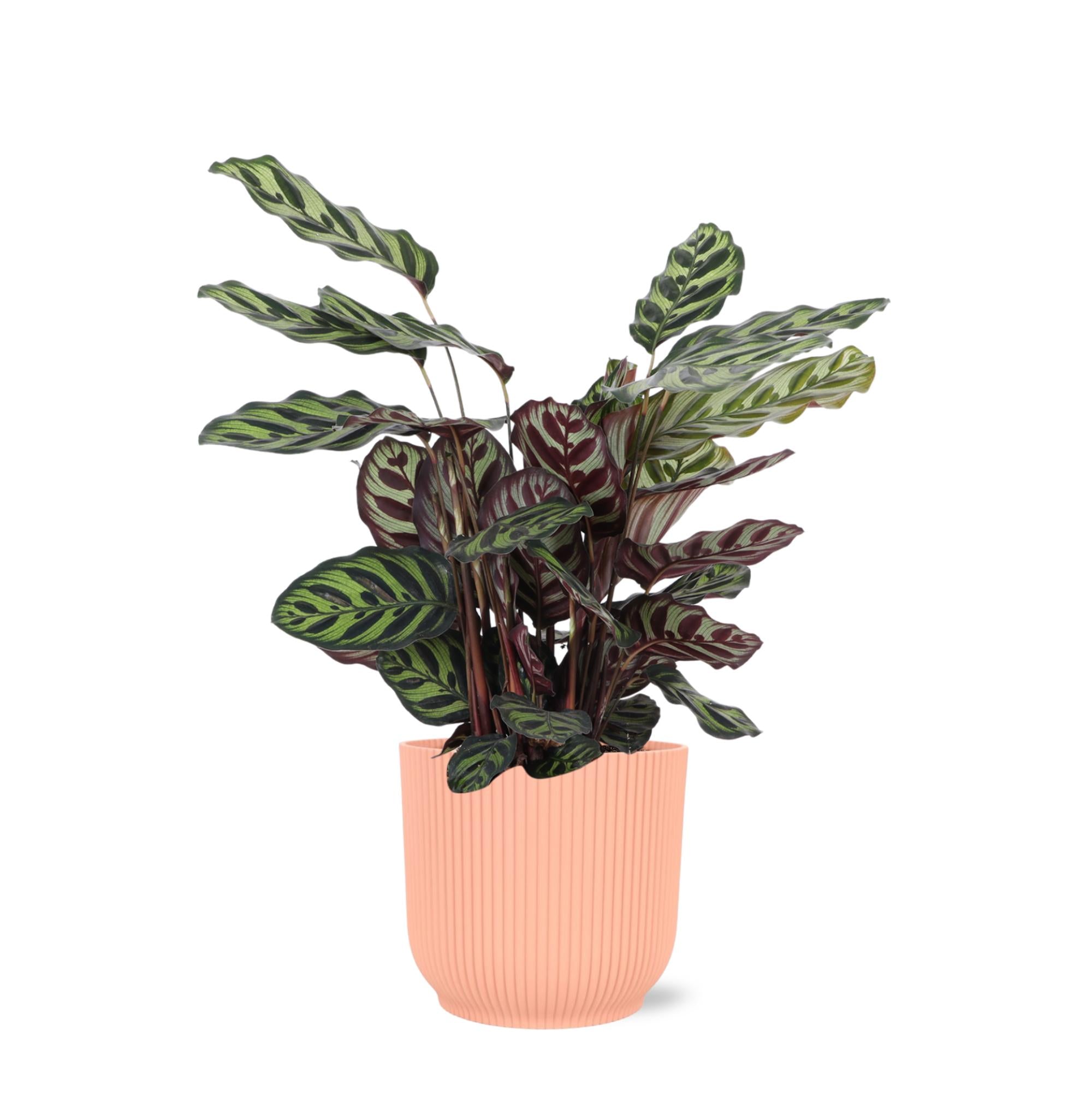 Calathea Makoyana Ø21cm - ↕70cm in Vibes ROZE pot