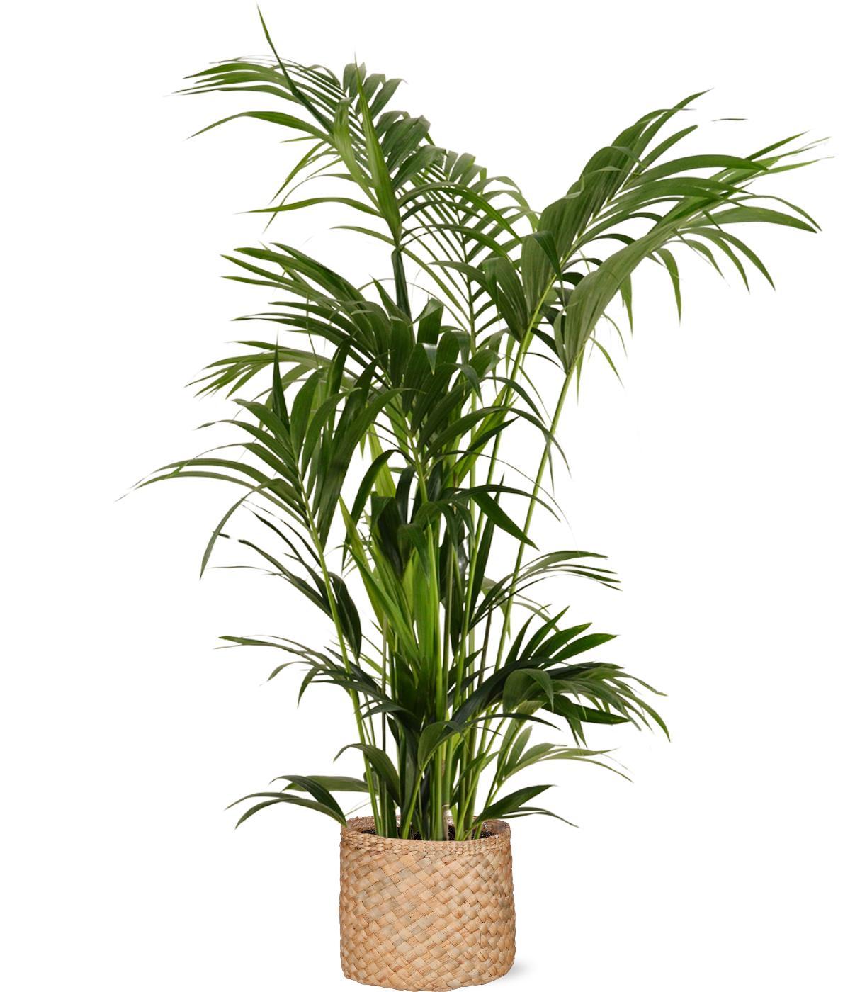 Kentia Palm Ø27cm ↕160cm in Albury NATURAL mand