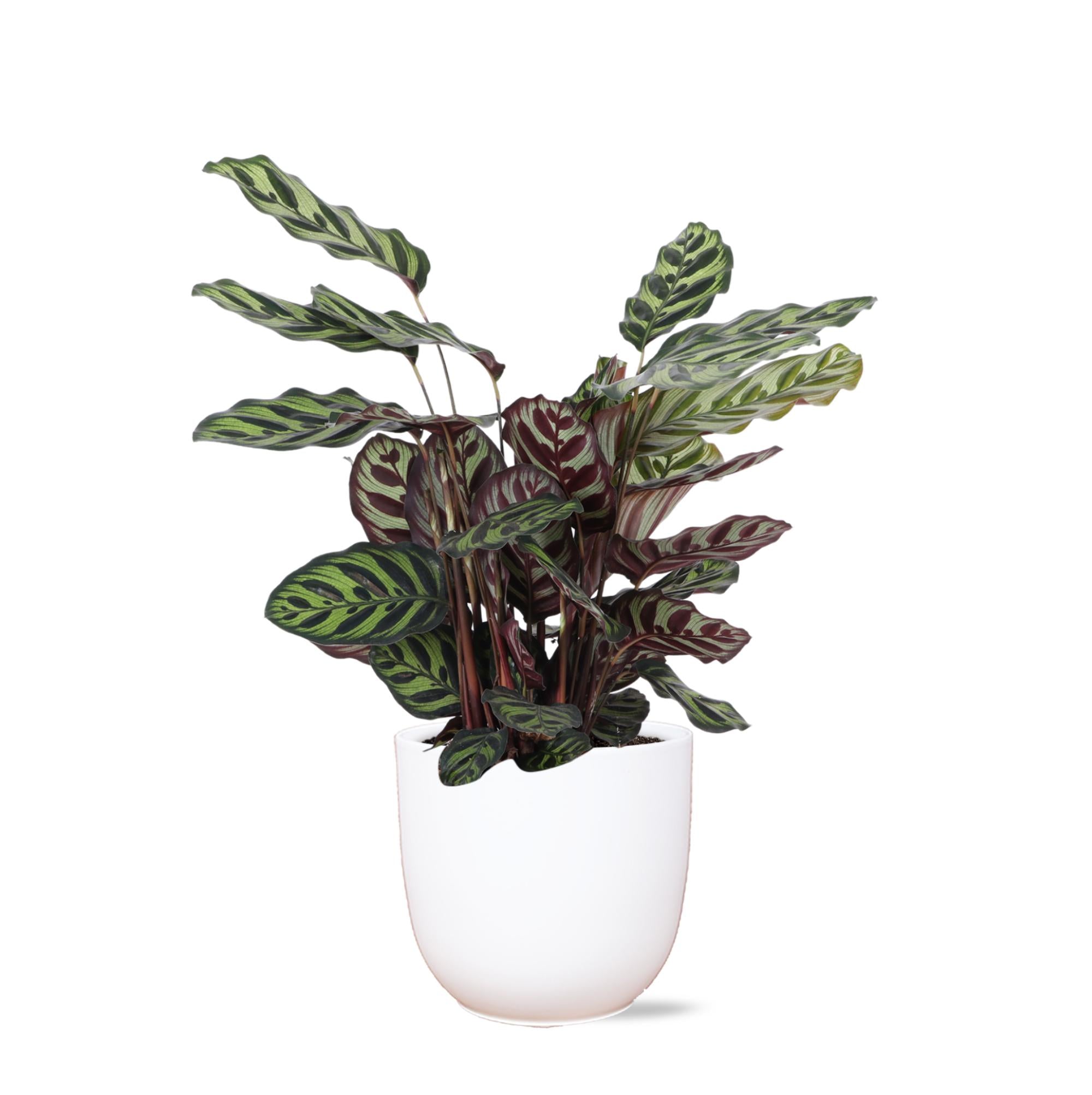 Calathea Makoyana Ø21cm - ↕70cm in Boule WIT pot