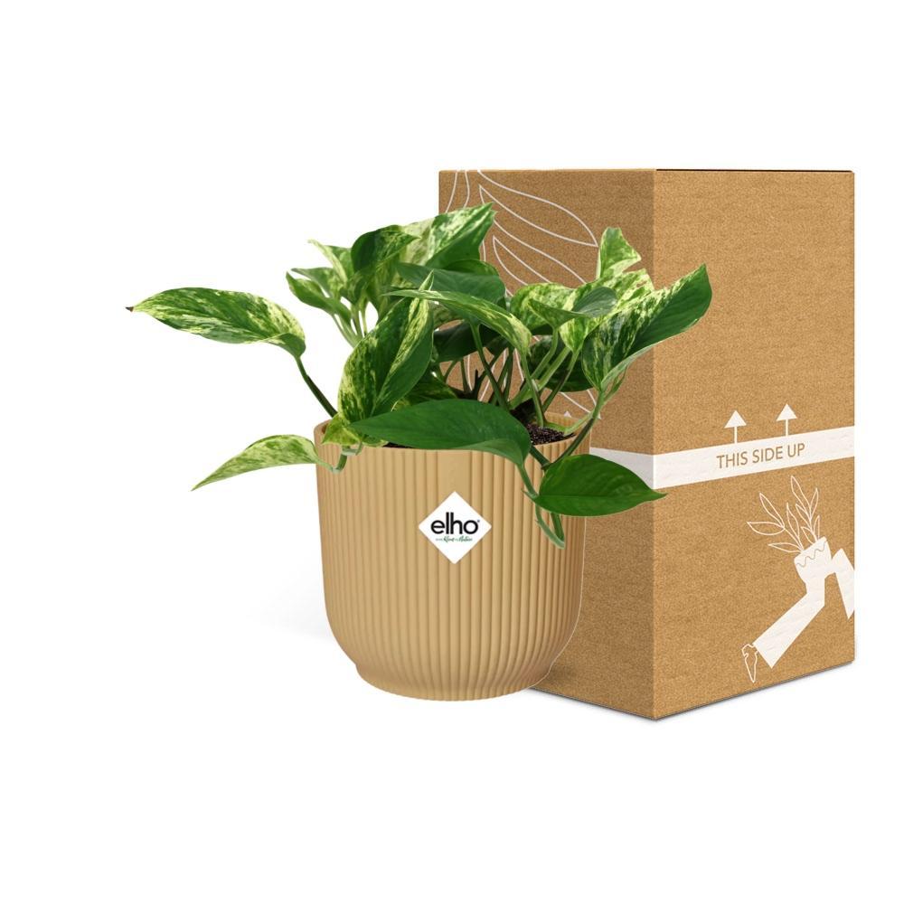 Scindapsus (Epipremnum) Marble Queen in ELHO Vibes Fold 14cm geel