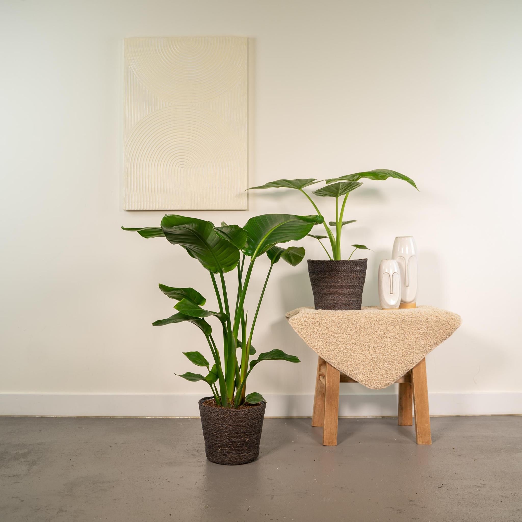 Strelitzia Nicolai - ↨85cm - Ø19cm + Alocasia Macrorrhiza - ↨70cm - Ø19cm