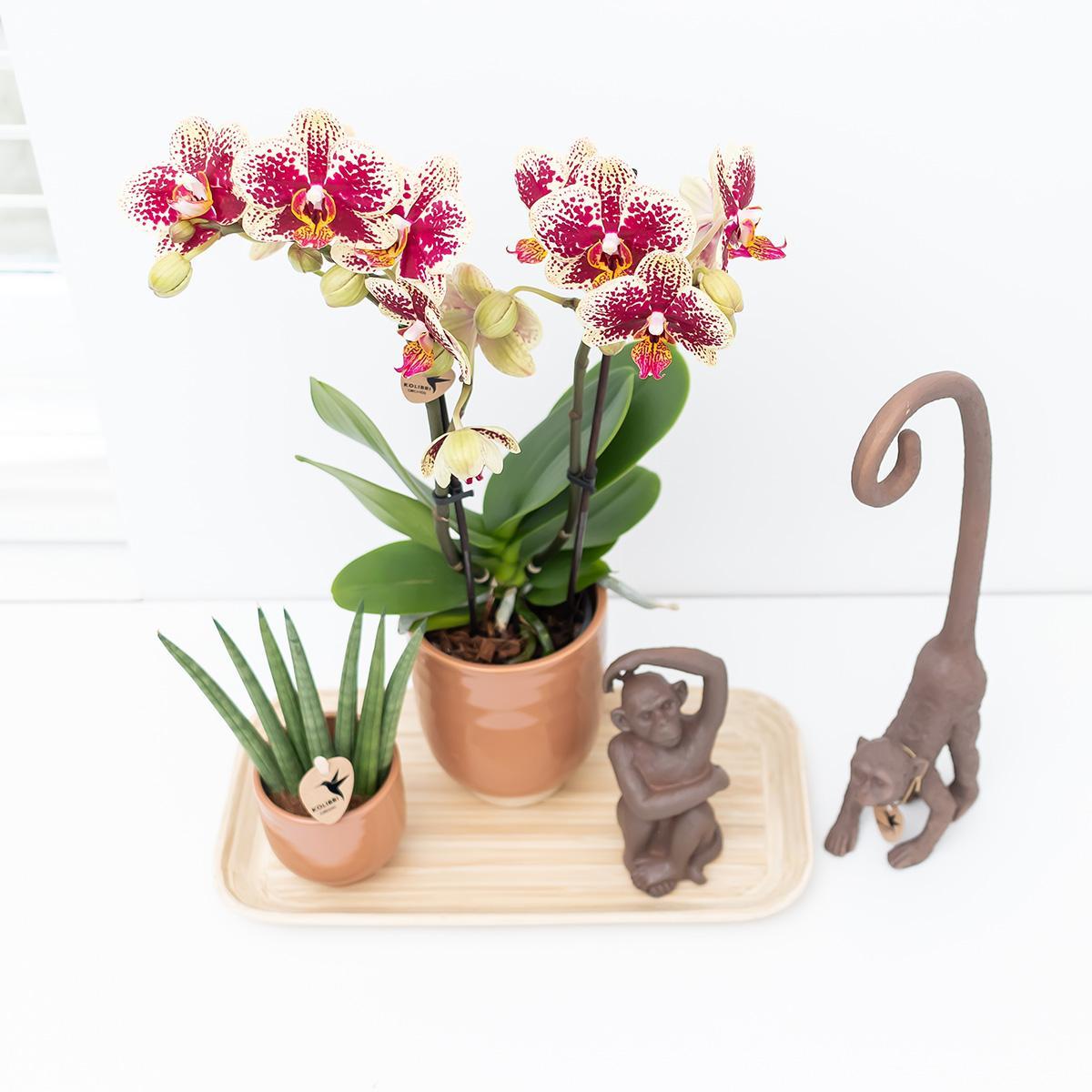 Kolibri Orchids | Plantenset Colonial green congnac small| Groene planten met Phalaenopsis orchidee in Colonial green cognac sierpotten en bamboe dienblad