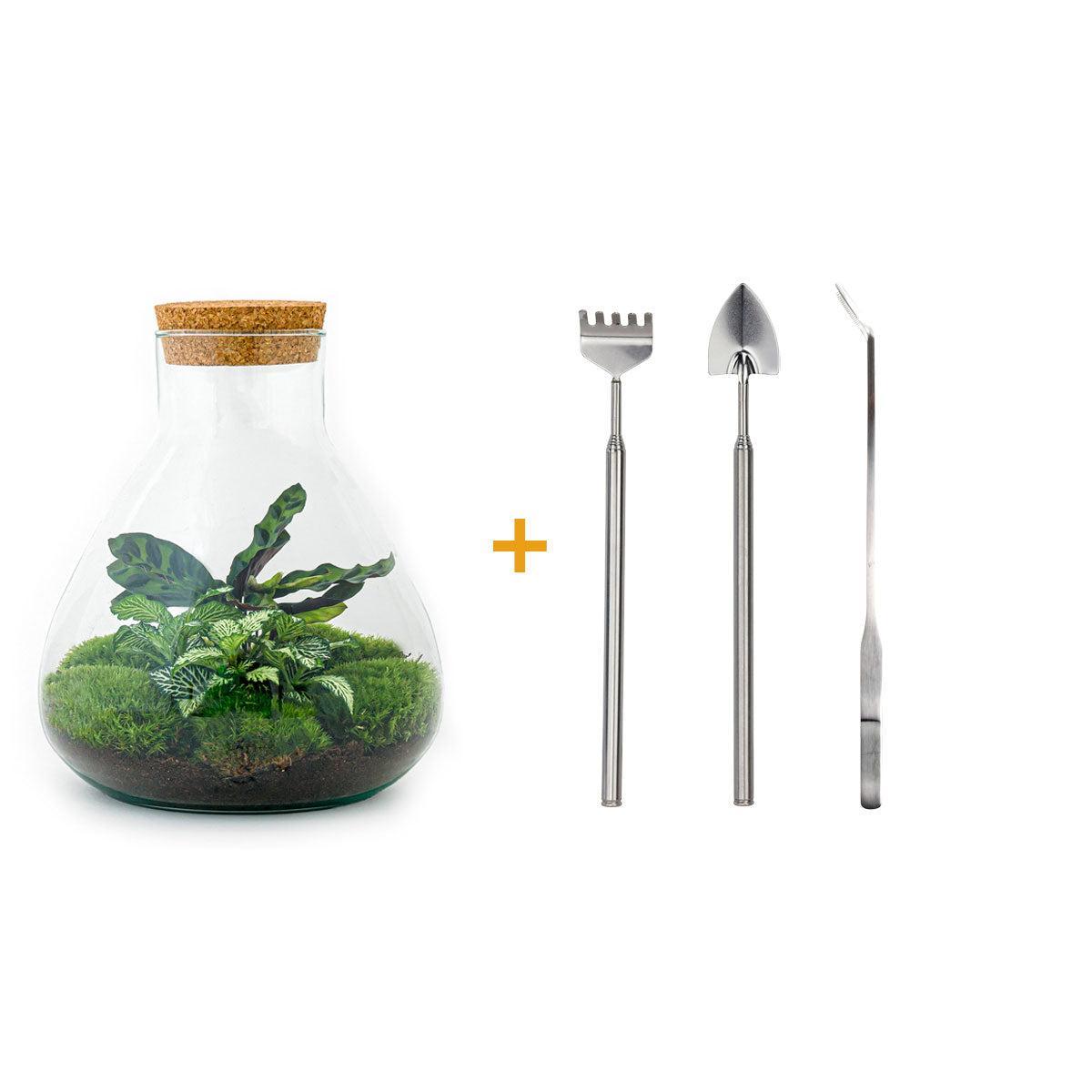 DIY terrarium - Sammie - ↑ 27 cm