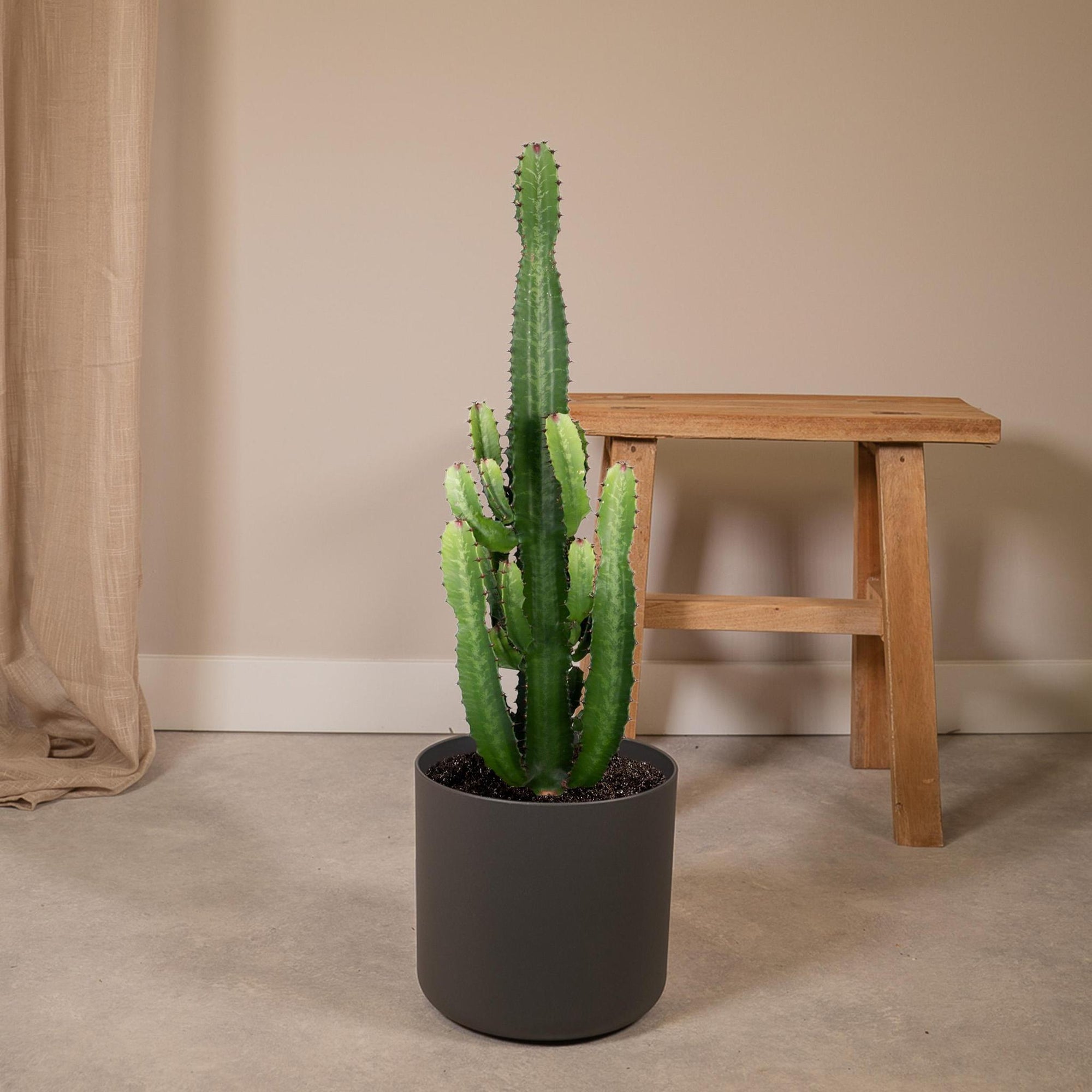 Euphorbia Inges Acruensis - Cactus - 90cm - Ø24