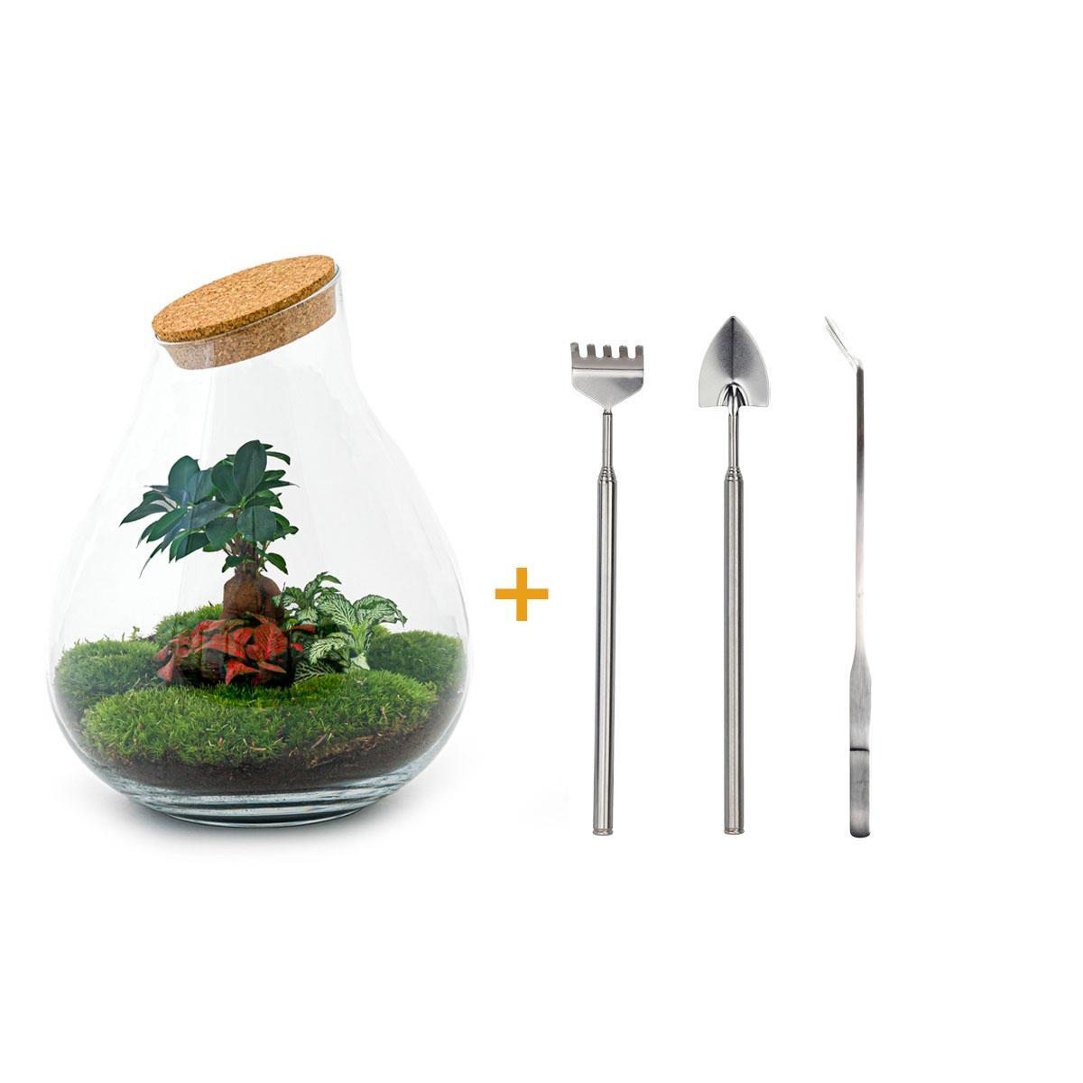 DIY terrarium - Drop XL Bonsai - ↑ 37 cm + Rake + Shovel + Tweezer