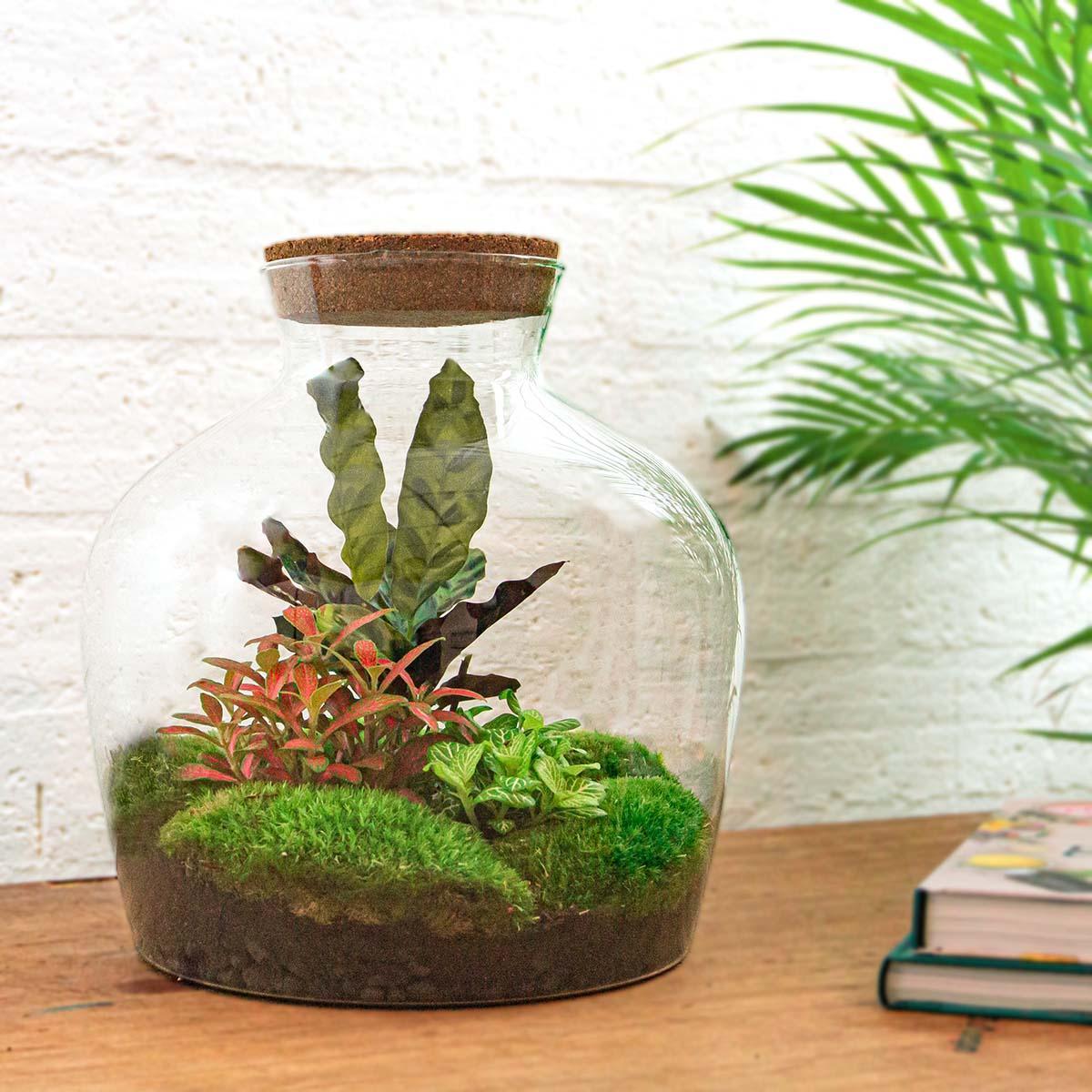 DIY terrarium - Fat Joe Rood - ↑ 30 cm + Rake + Shovel + Tweezer + Scissors