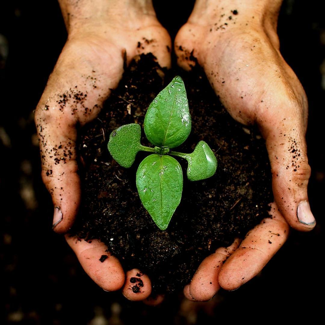 Culvita Universele Potgrond 40 l inclusief 2 maanden plantenvoeding - Universele potgrond voor kamerplanten en buitenplanten - potgrond universeel 40 liter