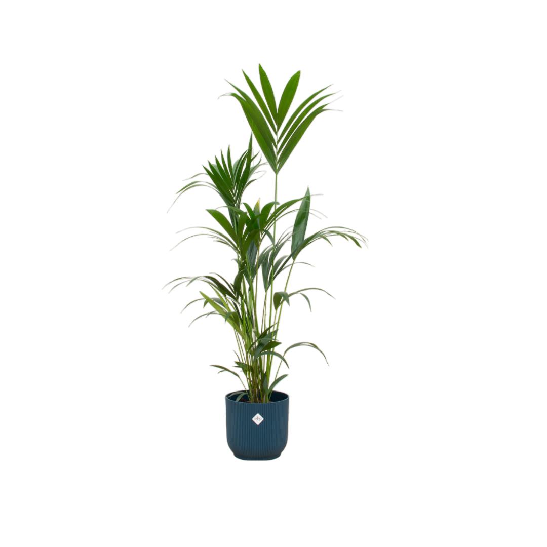 Kentia palm inclusief elho Vibes Fold Round blauw - 160cm - Ø30