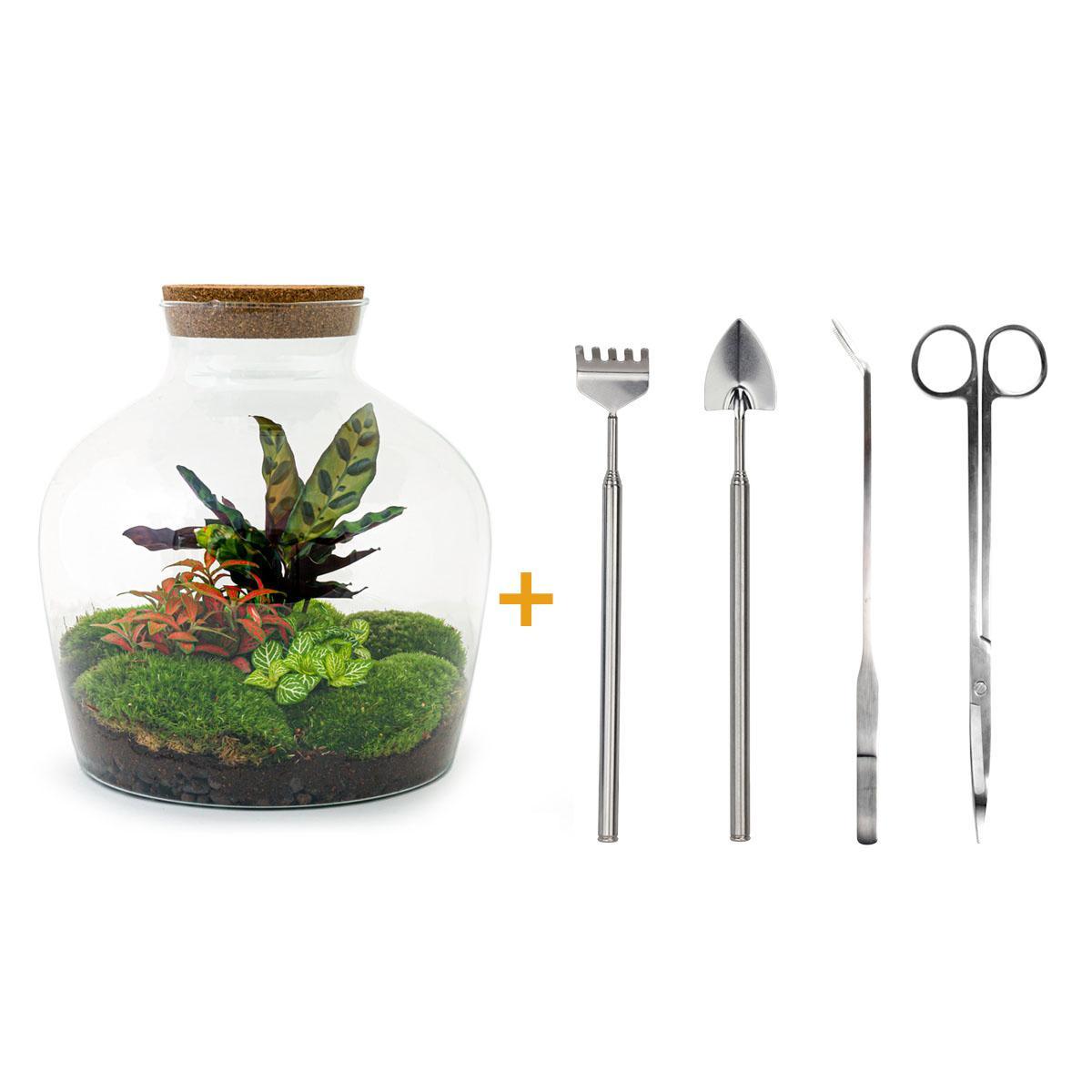 DIY terrarium - Fat Joe Rood - ↑ 30 cm + Rake + Shovel + Tweezer + Scissors
