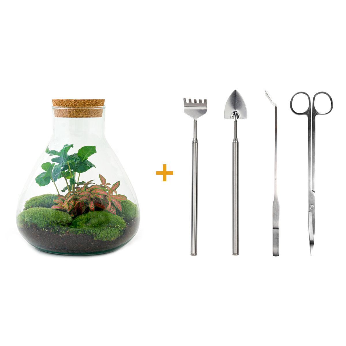 DIY terrarium - Sammie Coffea - ↑ 27 cm