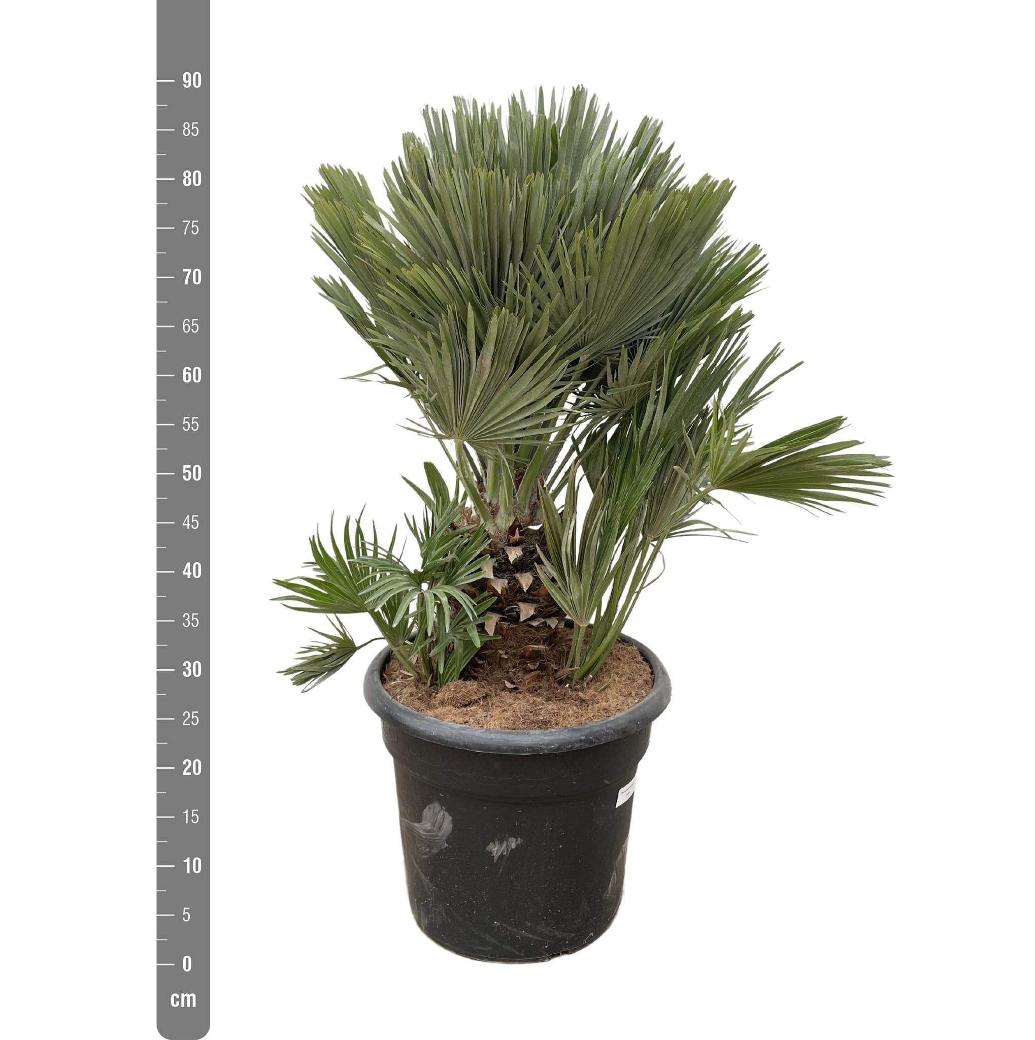 Chamaerops Humilis compact - 100cm - ø45