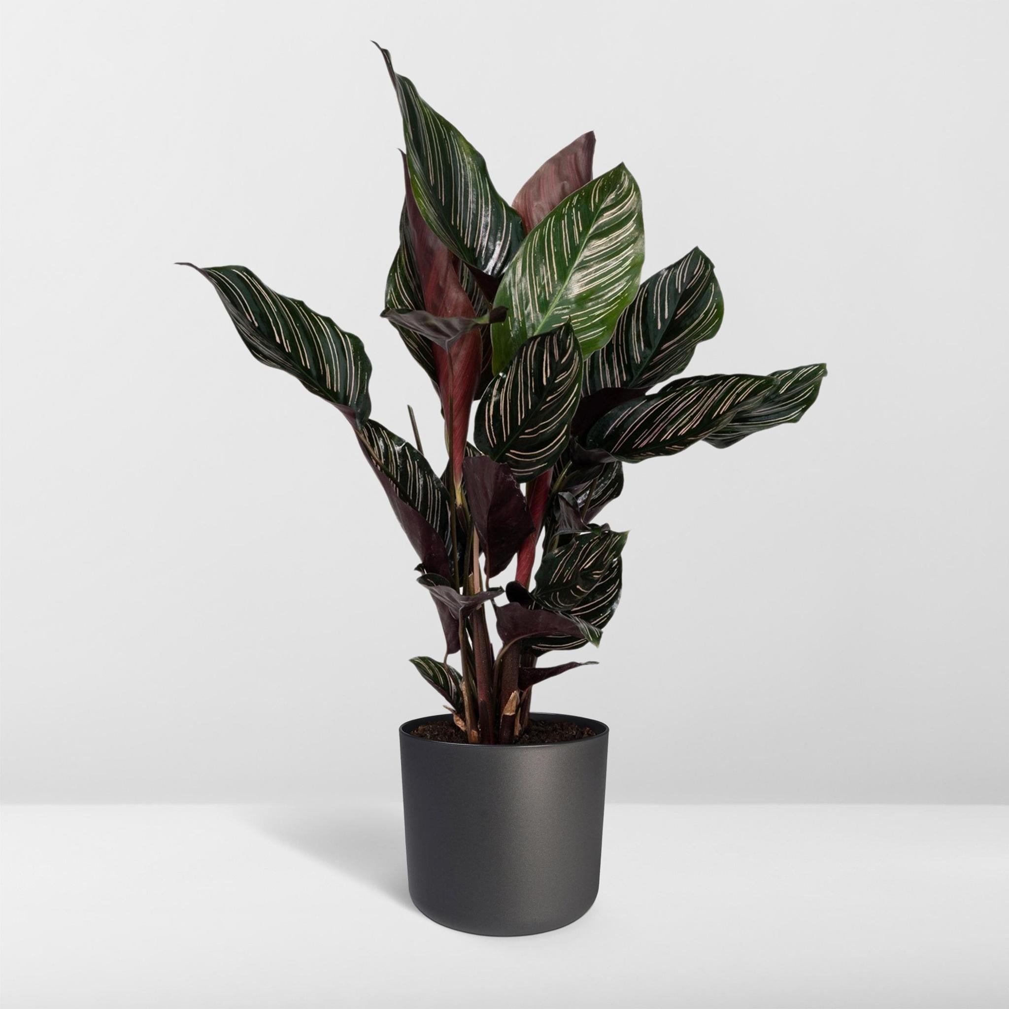 Calathea Ornata - 50cm - ø14