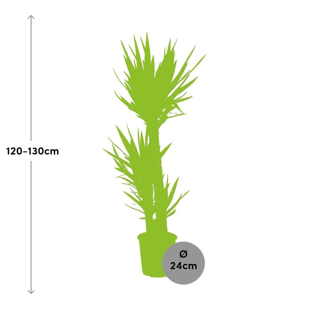 Ø24cm - ↕125cm