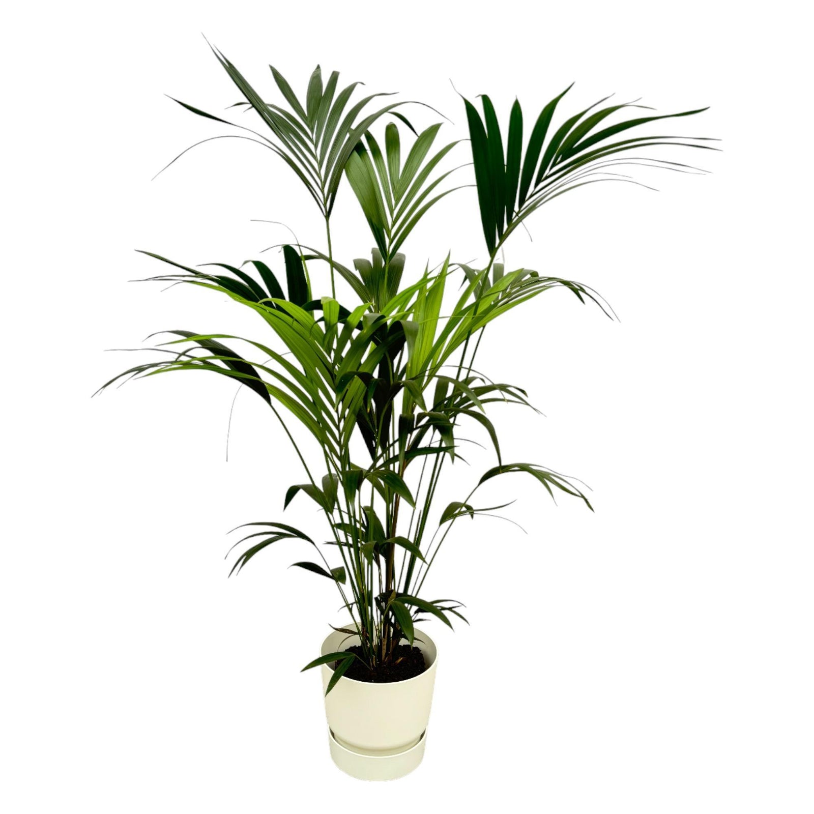 Kentia palm inclusief elho Greenville Round wit - 160cm - Ø30