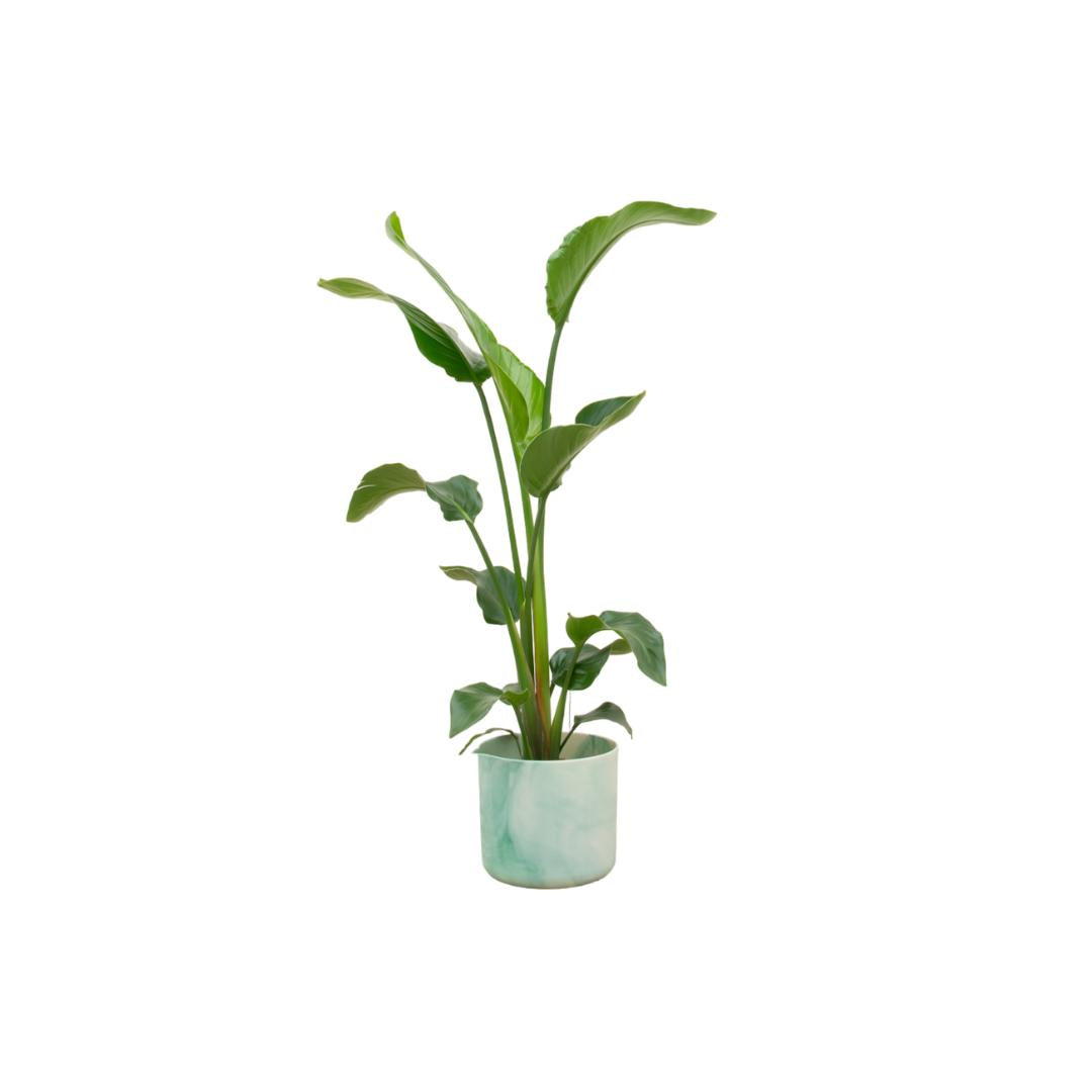 Combi deal - Strelitzia Nicolai inclusief elho Ocean Round pacifisch groen Ø22 - 100 cm