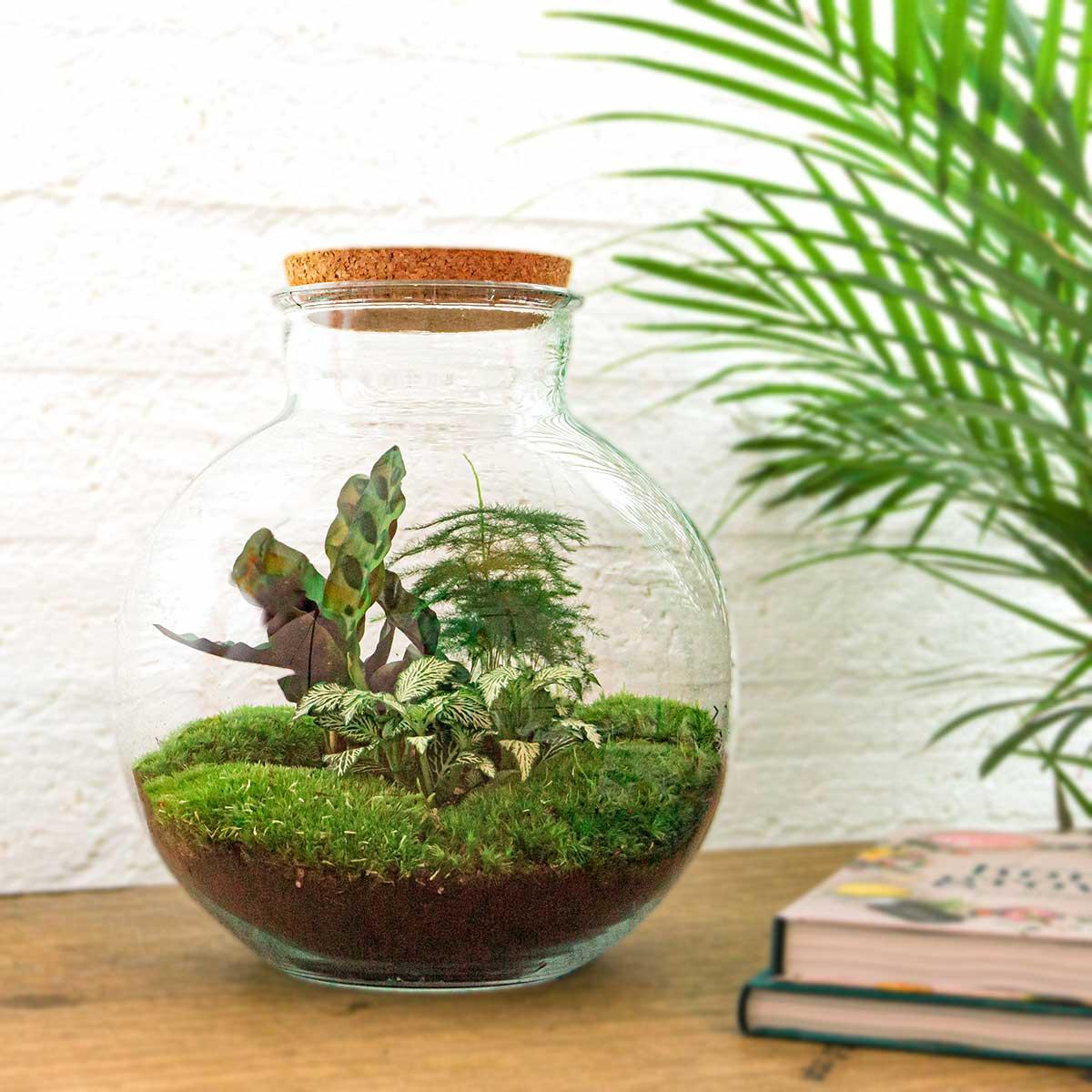 DIY terrarium - Bolder Bob - ↑ 30 cm + Rake + Shovel