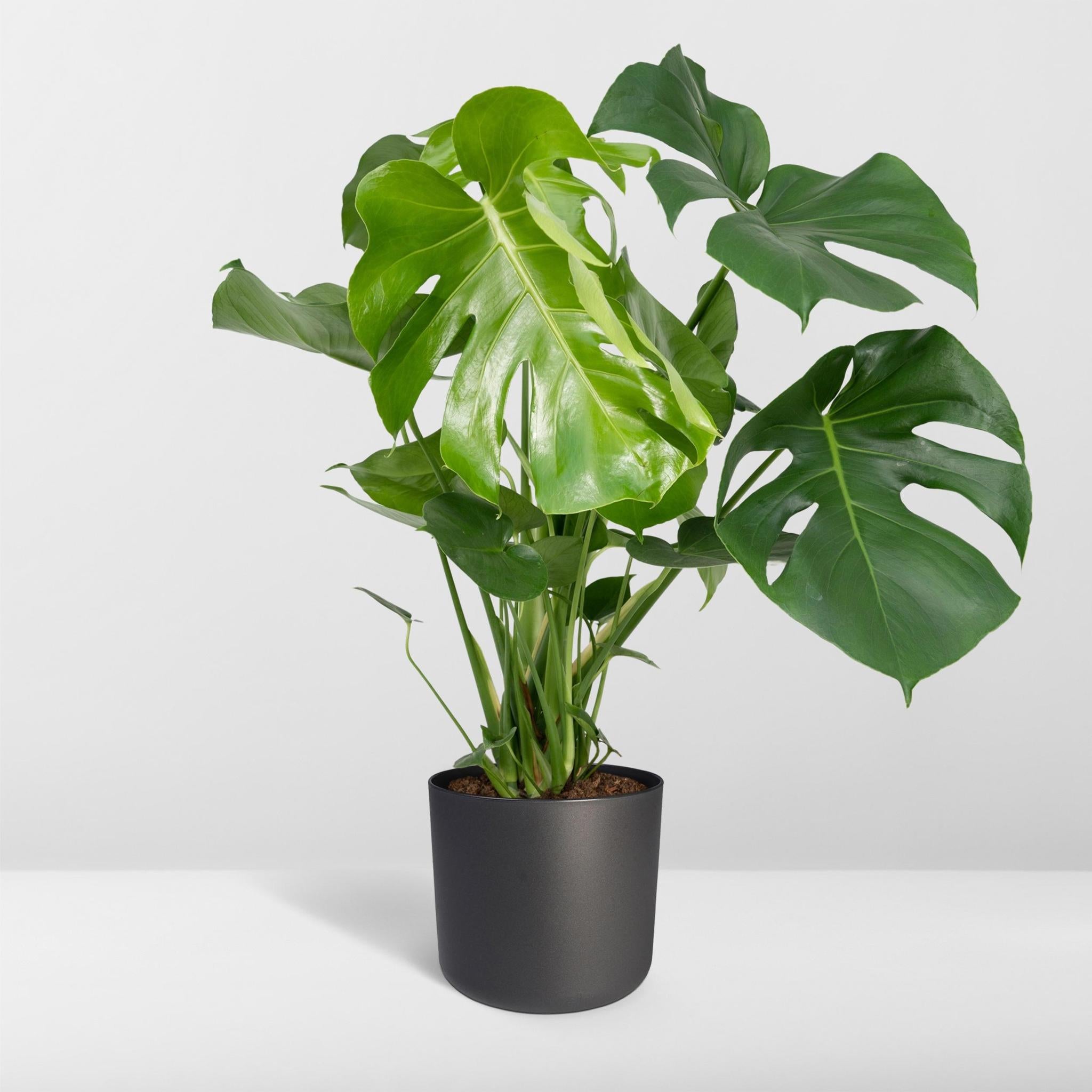 Monstera Deliciosa - Gatenplant - 65cm - Ø21