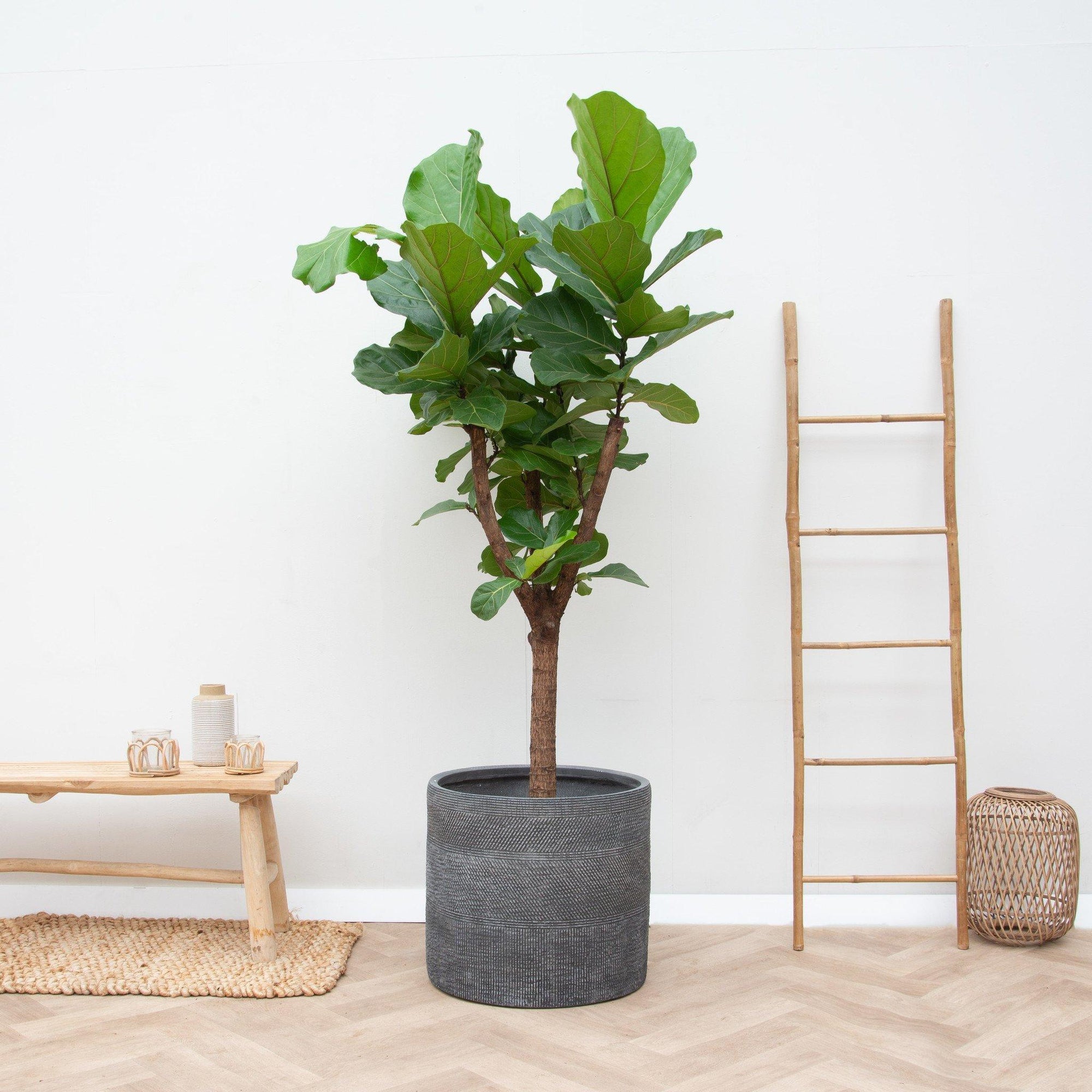 Ficus Lyrata boom - 180cm - ⌀30