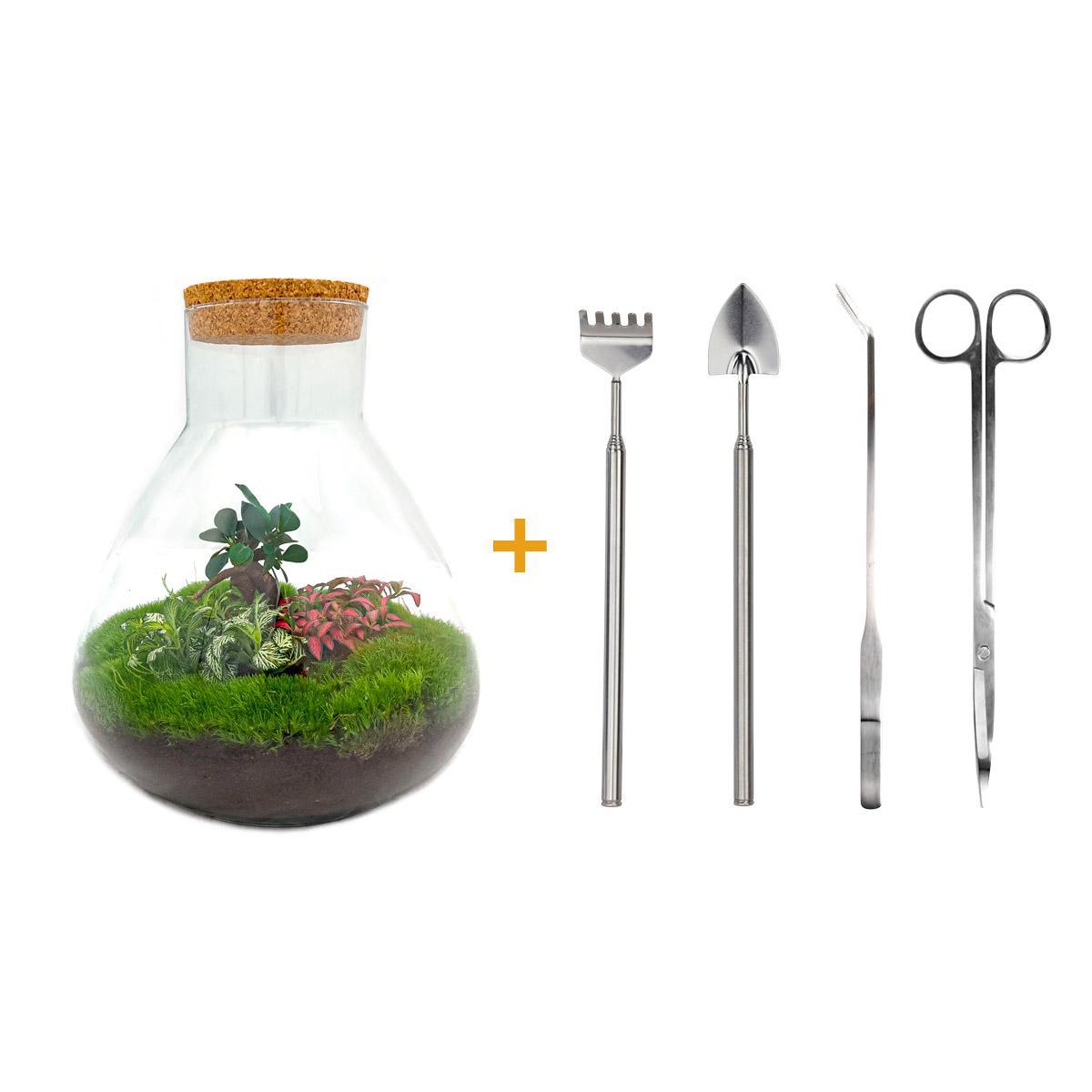 DIY terrarium - Sam XL Bonsai - ↑ 35 cm + Rake + Shovel + Tweezer