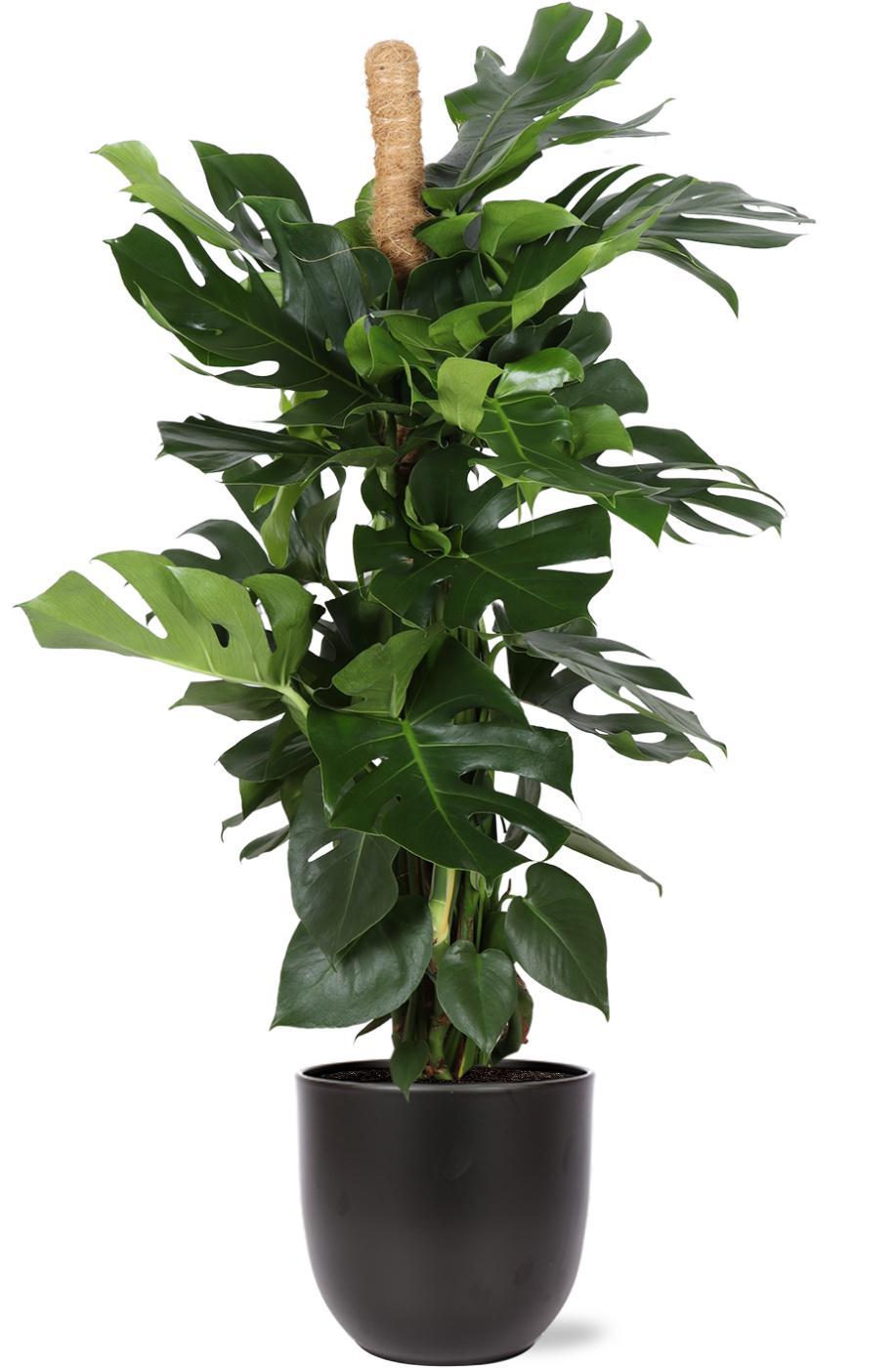 Monstera Deliciosa MOSSTOK Ø27cm ↕150cm in Boule ANTRACIET pot