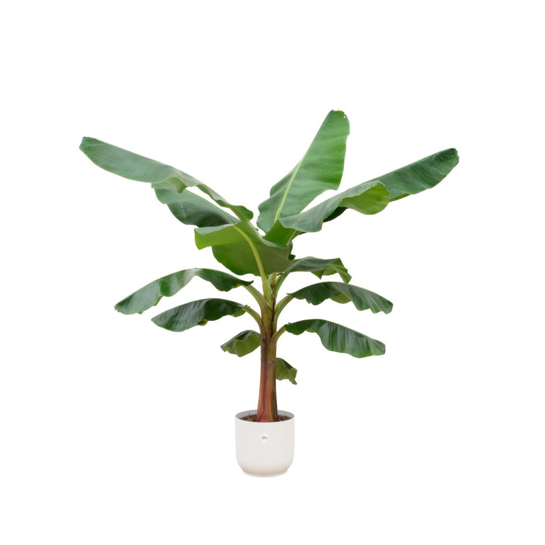 Combi deal - Bananenplant (Musa) inclusief elho Vibes Fold Round wit Ø30 - 150 cm