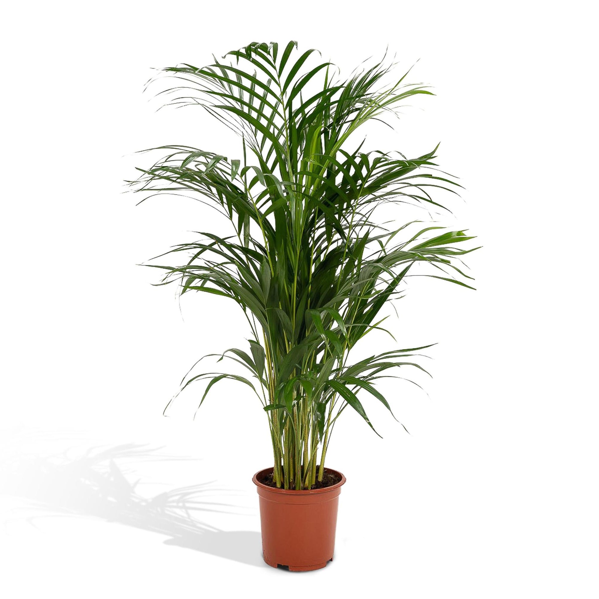 Dypsis Lutescens - Areca Palm - 110cm - Ø21