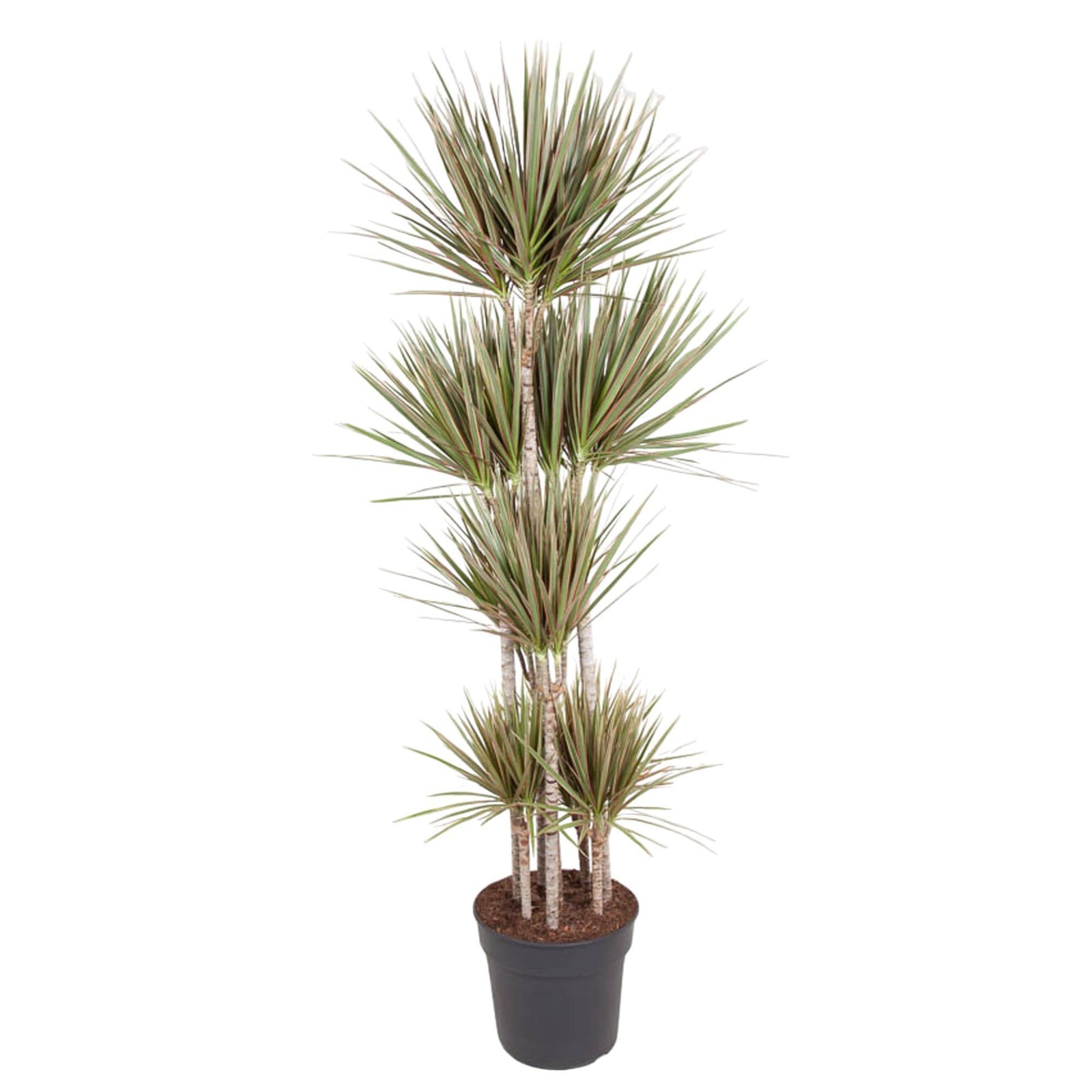 Dracaena Bicolor Carrousel - 180 cm - ø34