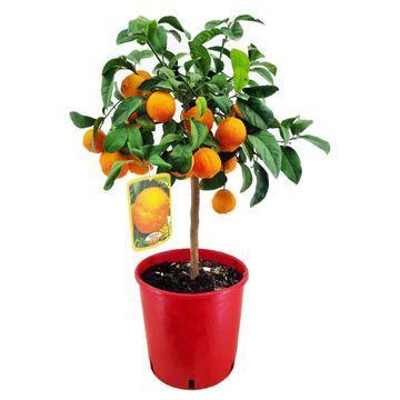 Citrus lemon rosso - 60cm - Ø21