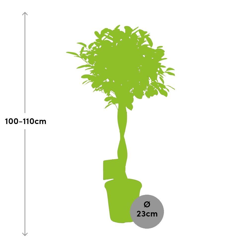 Ø23cm - ↕110cm