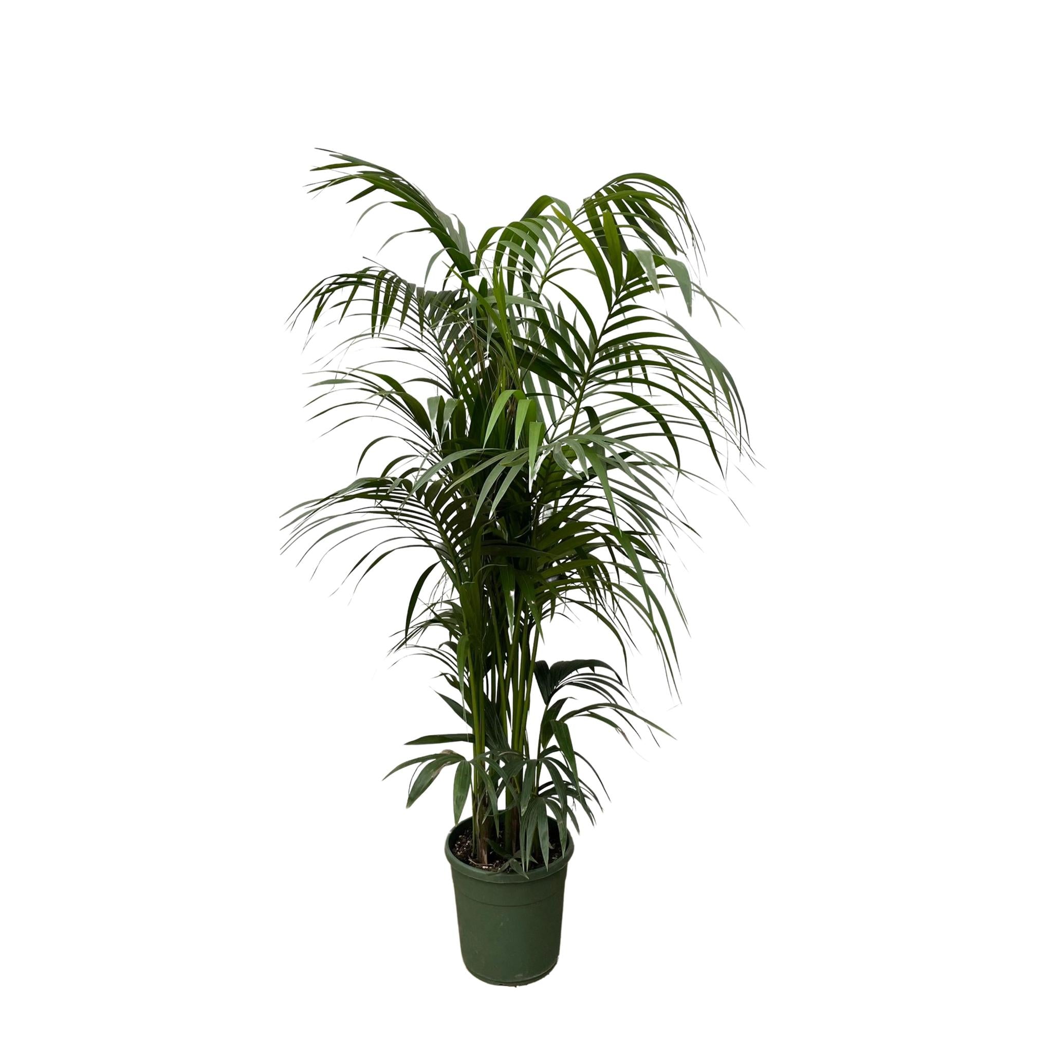 Kentia palm - 230 cm - ø38