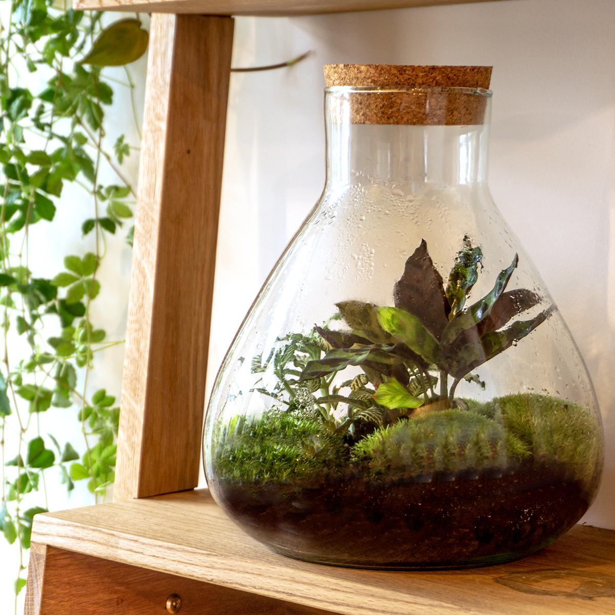 DIY terrarium – Sammie – ↑ 27 cm