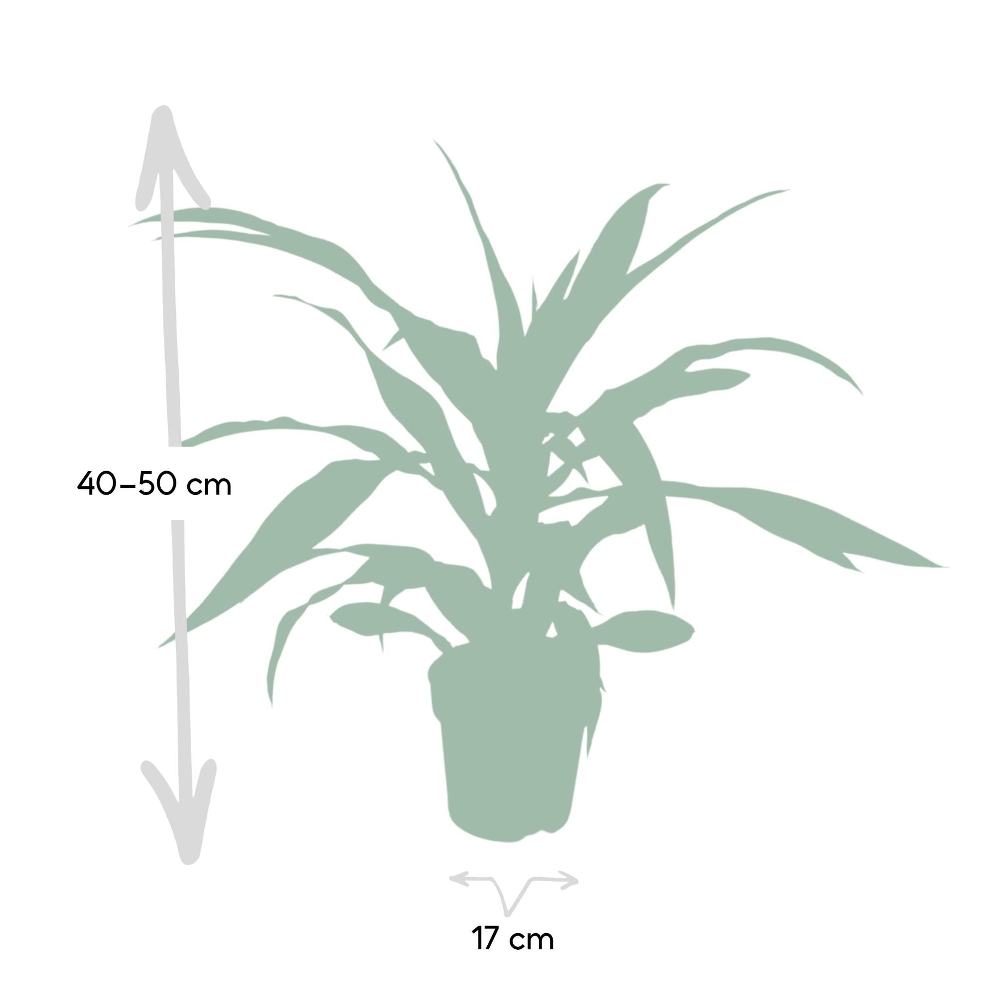 Ø17cm - ↕40cm