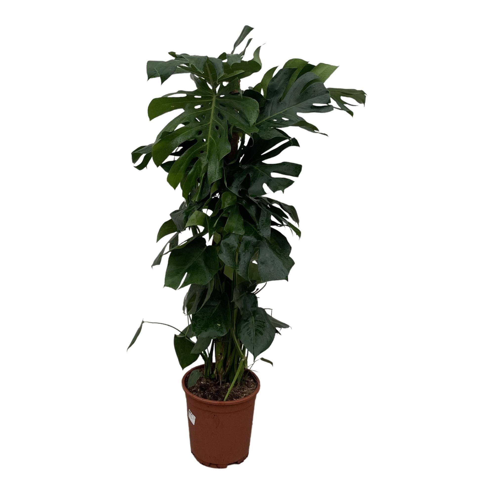 Monstera Deliciosa XXL - 150cm - ⌀24