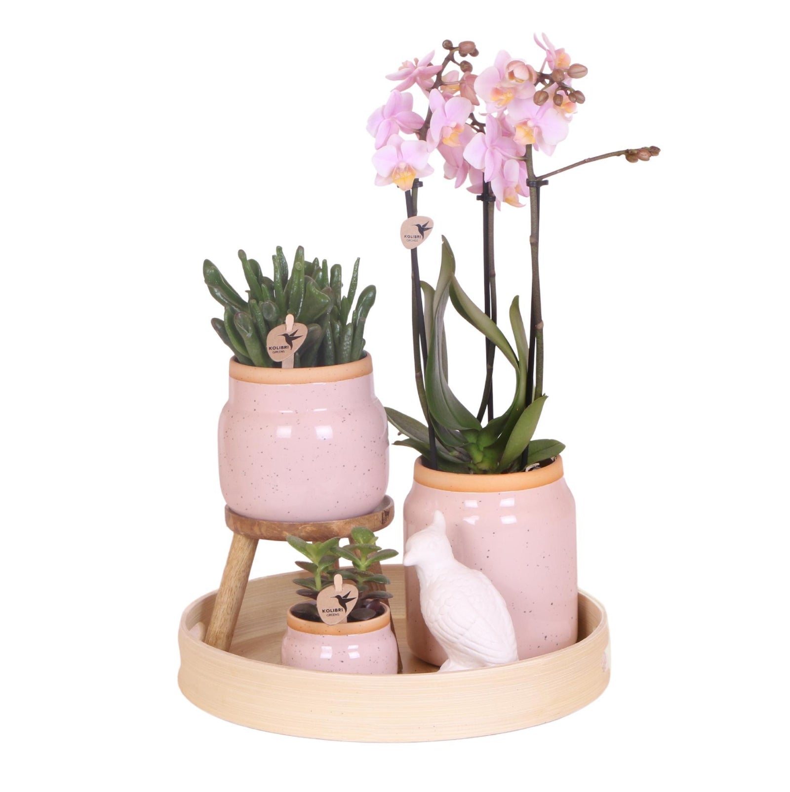 Kolibri Company | Gift set Love pink| Plantenset met roze Phalaenopsis Orchidee en Succulenten incl. keramieken sierpotten