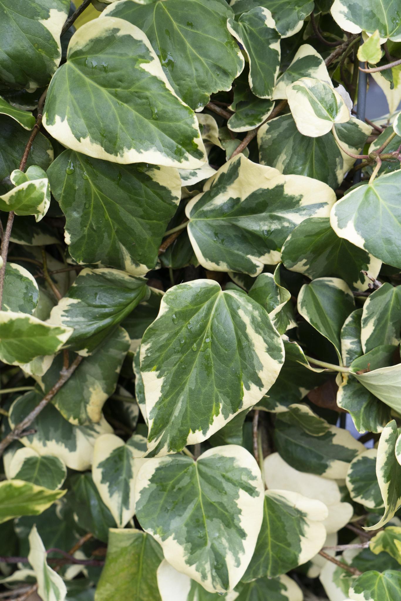 Hedera colchica 'Dentata Variegata' - ↨65cm - Ø15