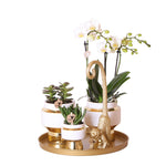 Kolibri Company | Gift set Luxury Living| Plantenset met witte Phalaenopsis Orchidee en Succulenten incl. keramieken sierpotten