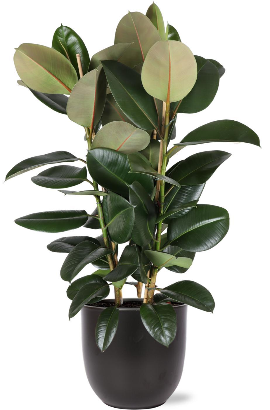 Ficus Elastica Robusta Ø27cm - ↕115cm in Boule ANTRACIET pot