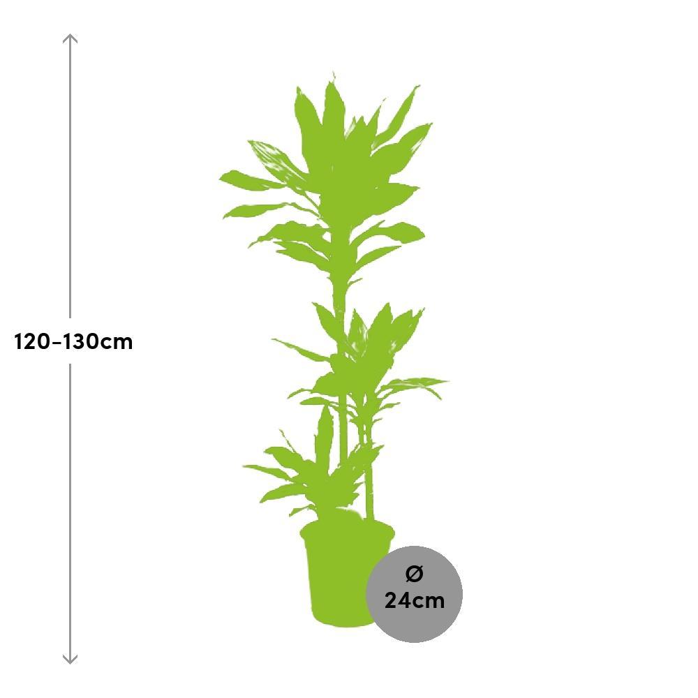 Ø24cm - ↕130cm