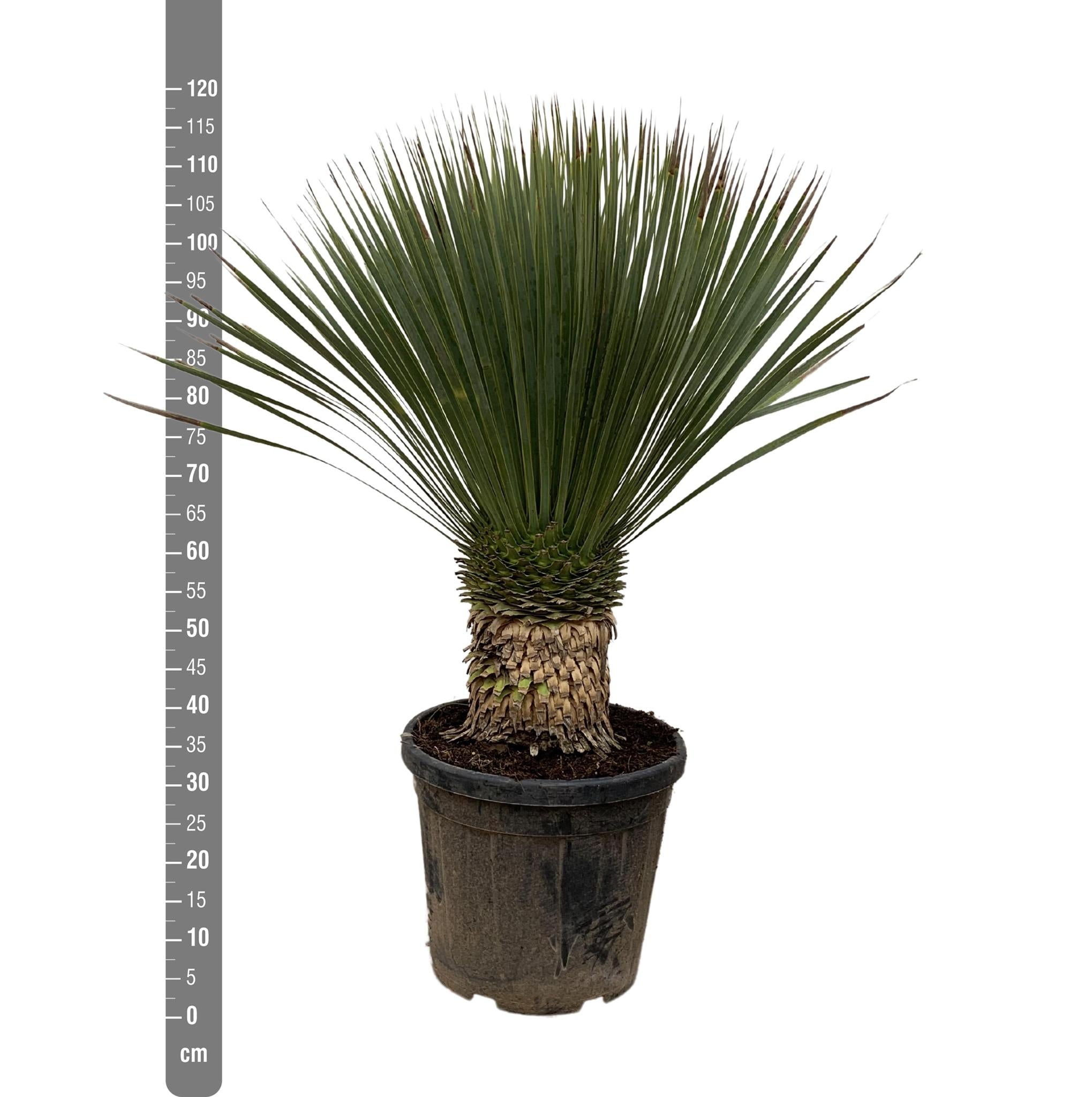 Yucca Rostrata - 120cm- Ø35