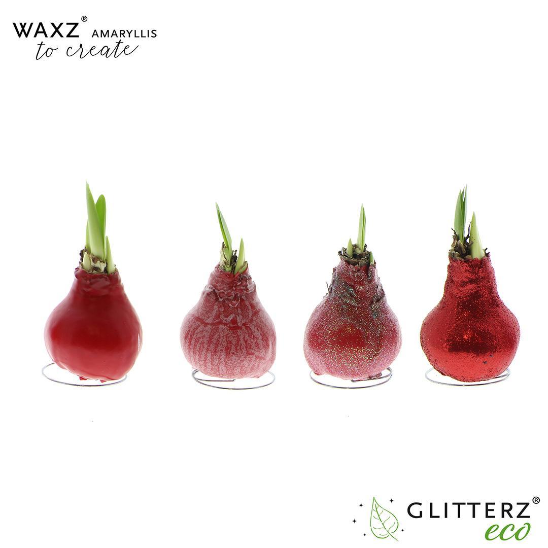 Amaryllis Waxz To Create Red - 4 stuks - Ø7 cm - ↕15 cm