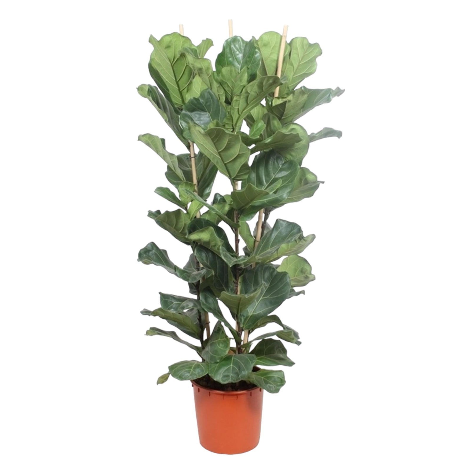 Ficus Lyrata struik - 180 cm - ø34