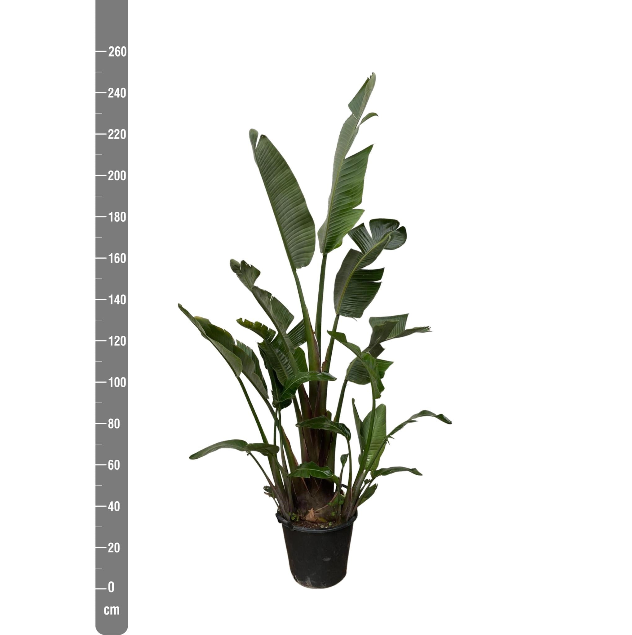 Strelitzia Augusta - 250cm - ⌀45