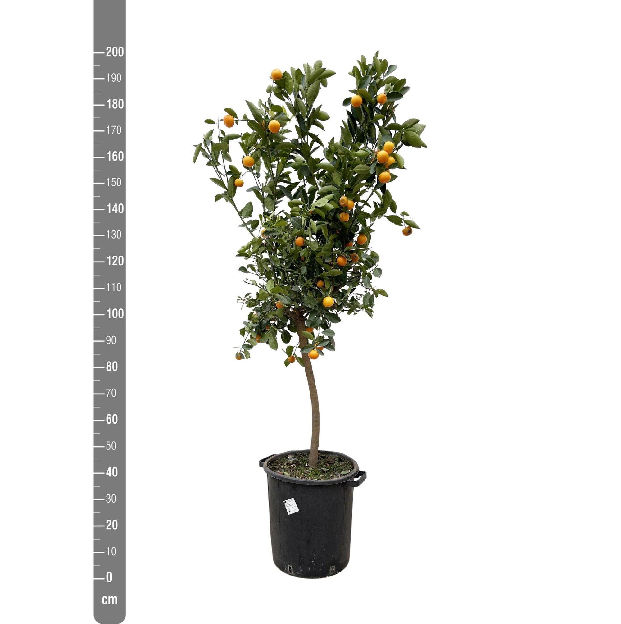 Citrus Calamondin - 200 cm - ø40