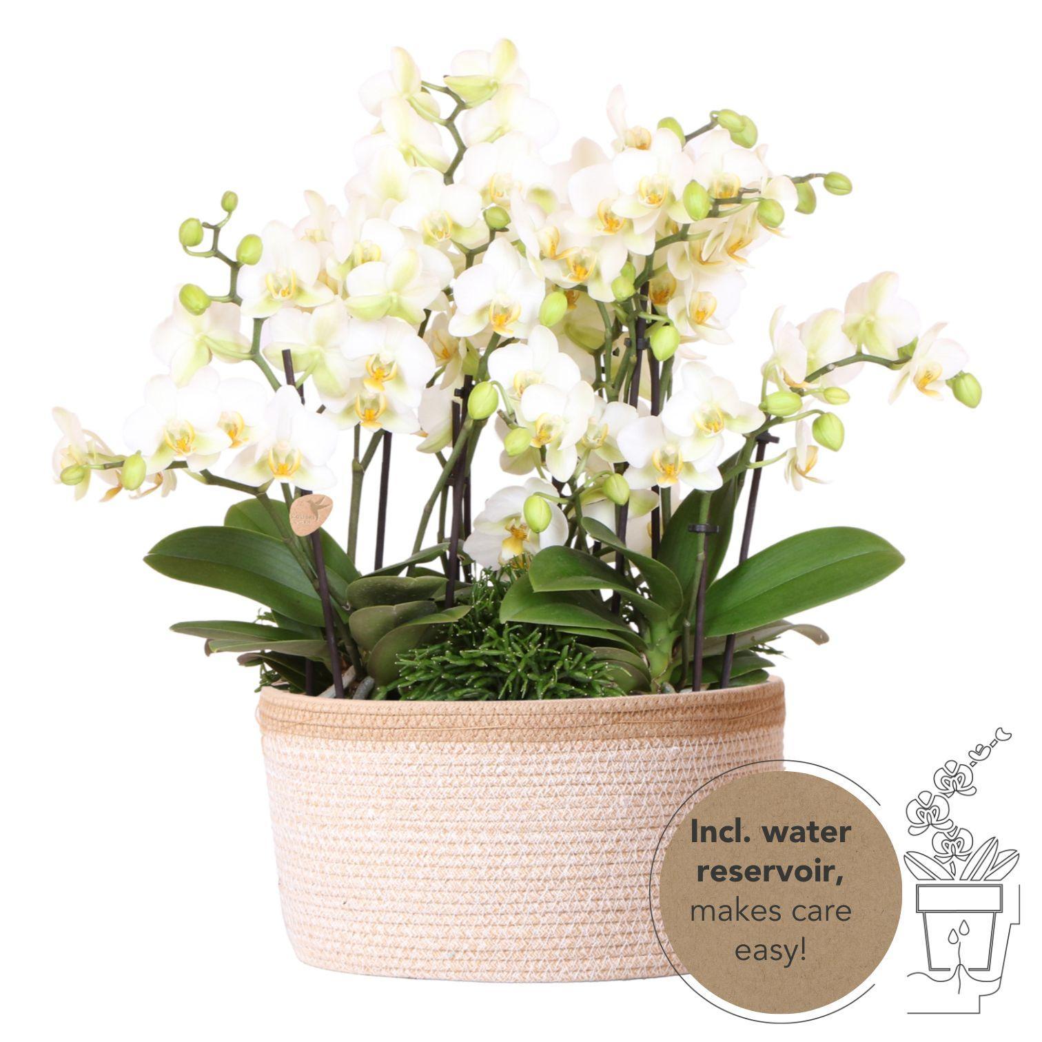 Kolibri Orchids | witte plantenset in Cotton Basket incl. waterreservoir | drie witte orchideeën Lausanne 9cm en drie groene planten Rhipsalis | Jungle Bouquet wit met zelfvoorzienend waterreservoir