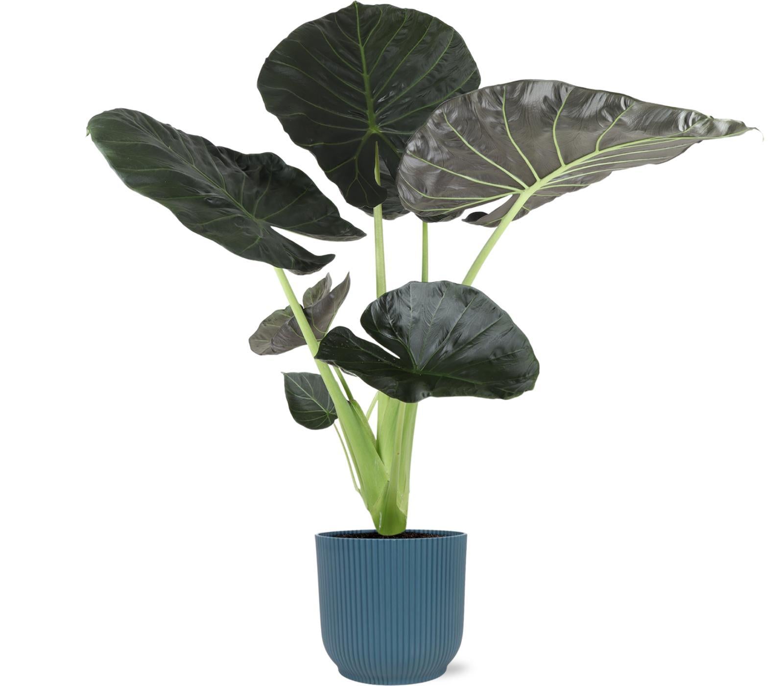 Alocasia Regal Shield Ø21cm - ↕100cm in Vibes in BLAUW pot