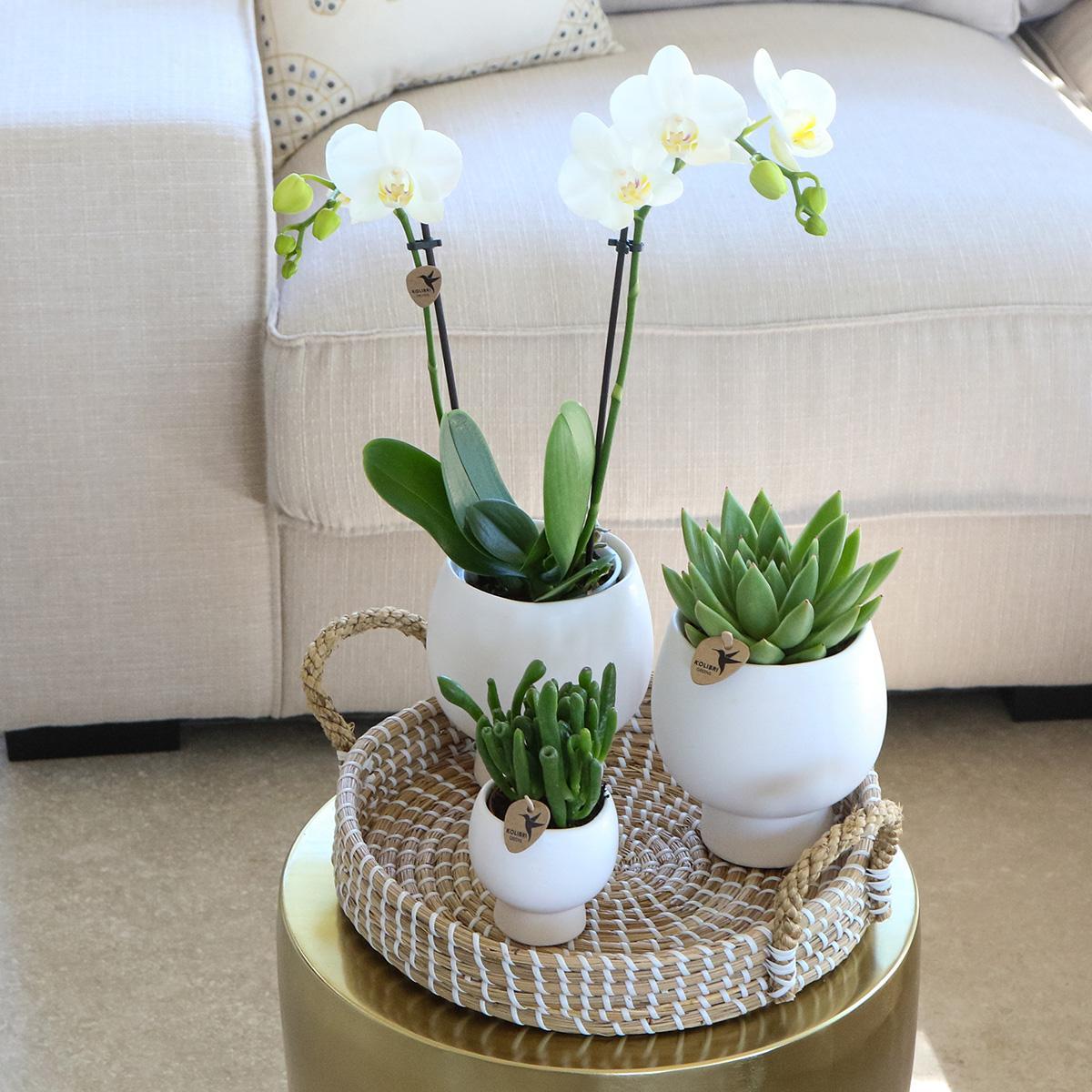 Kolibri Company | Gift set Scandic white | Plantenset met witte Phalaenopsis Orchidee en Succulenten incl. keramieken sierpotten