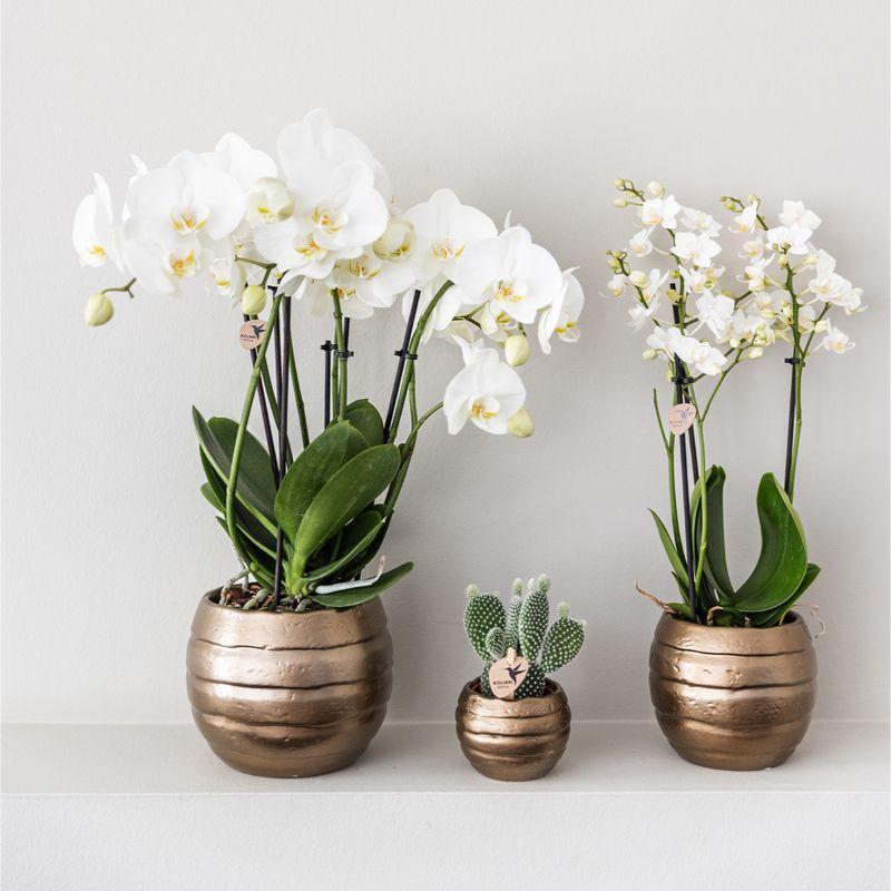 Kolibri Company | Gift set Home Hub | Plantenset met Phalaenopsis Orchidee en Succulenten incl. keramieken sierpotten